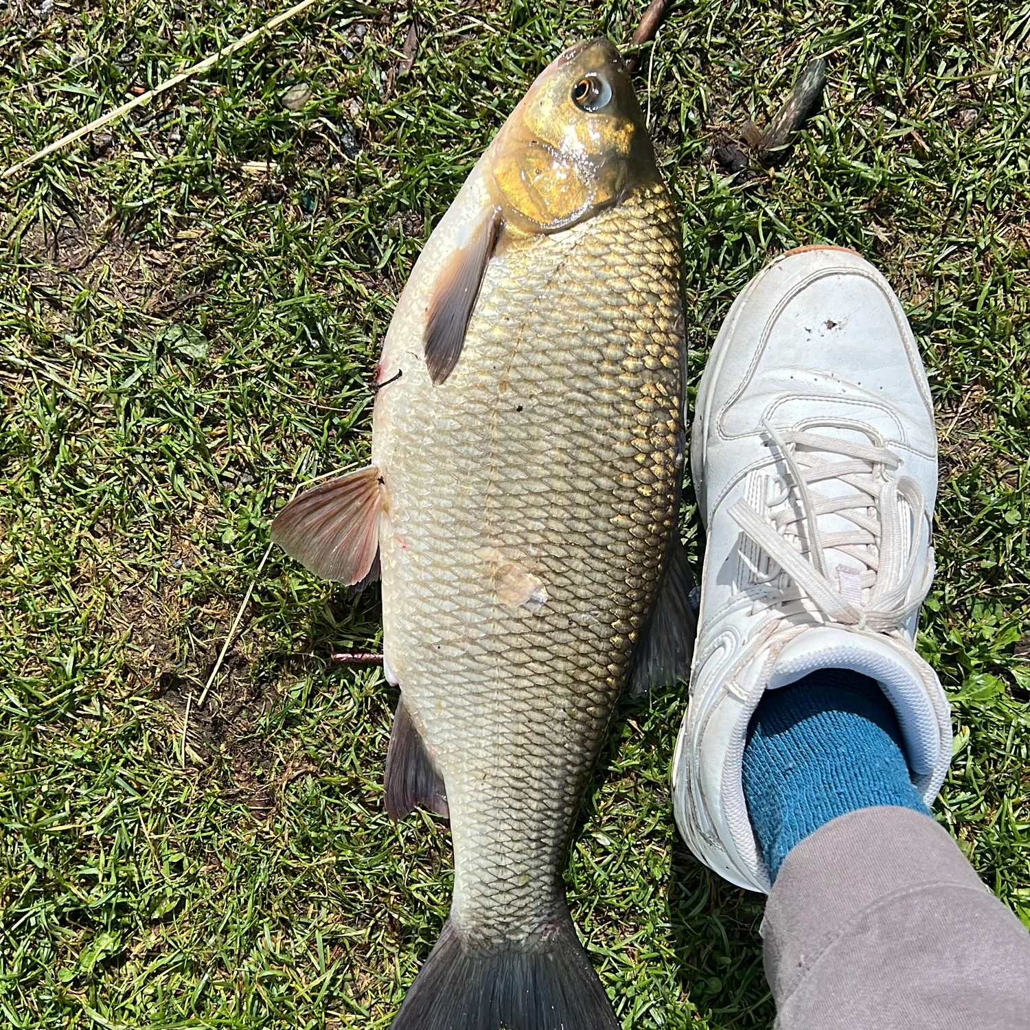 The most recent Ide catches on Fishbrain