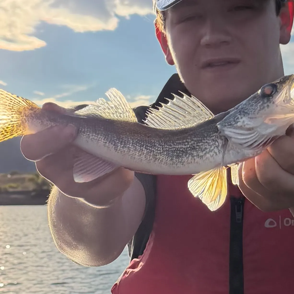 Saugeye caught on Fishbrain