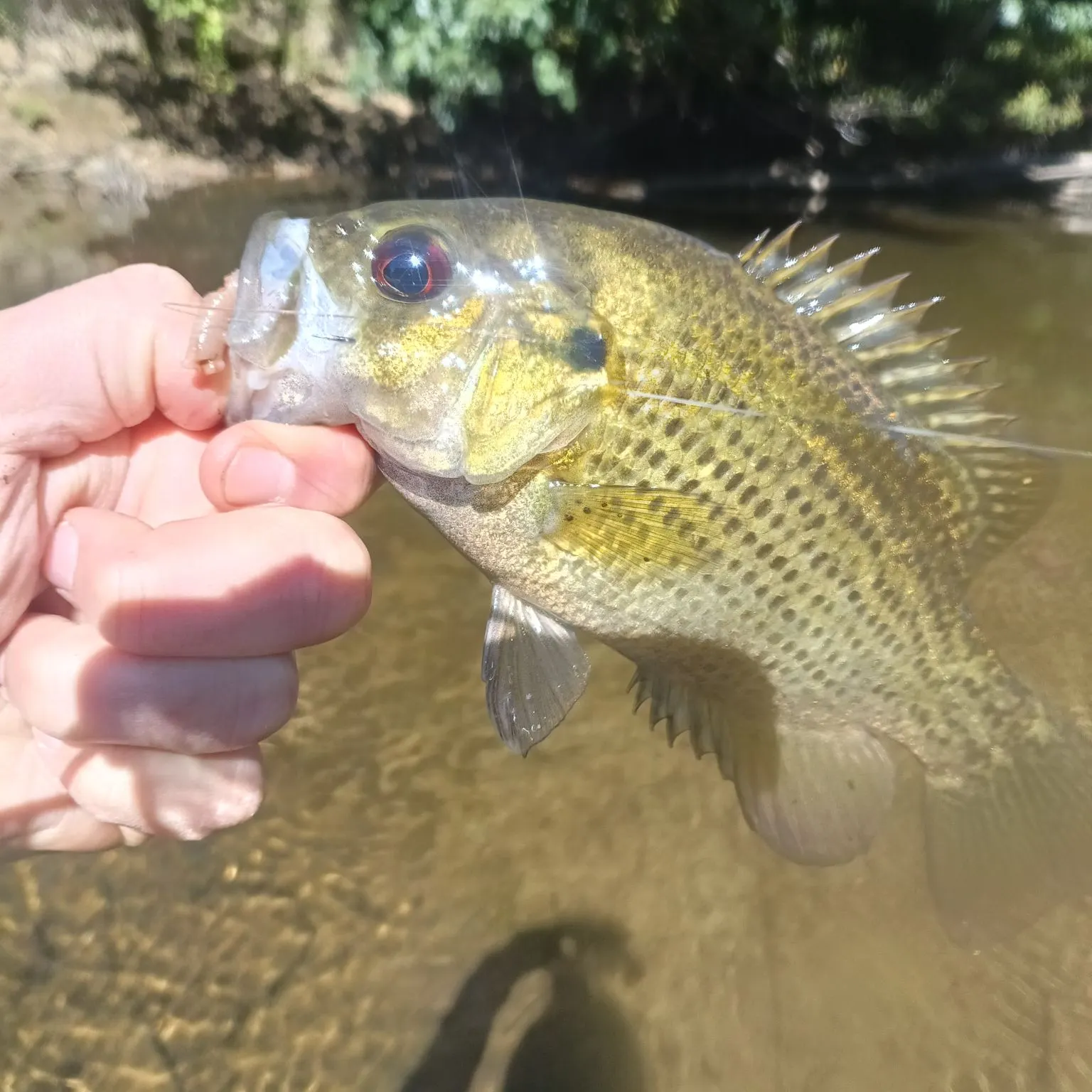 Rock bass caught on Fishbrain