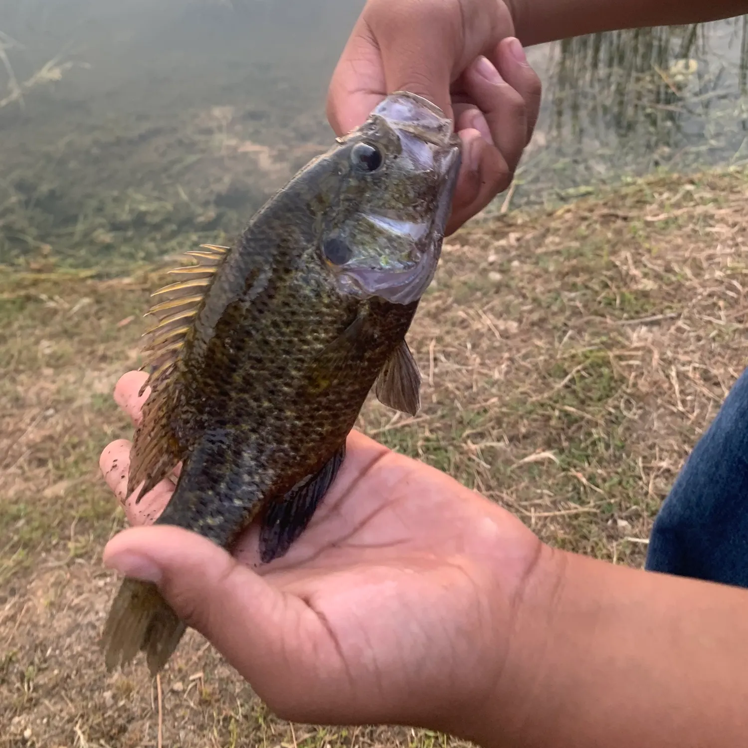 Warmouth caught on Fishbrain