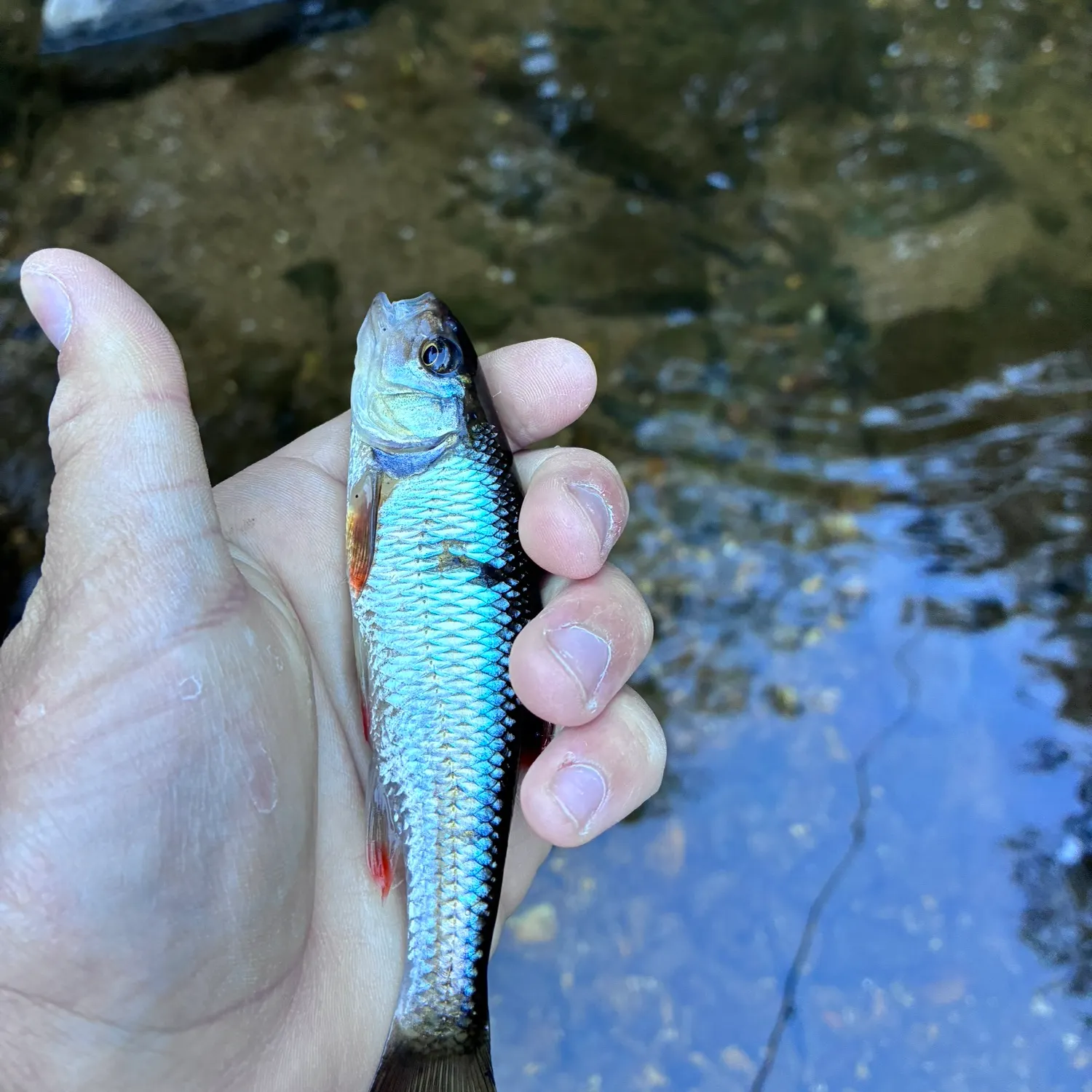 Striped shiner caught on Fishbrain