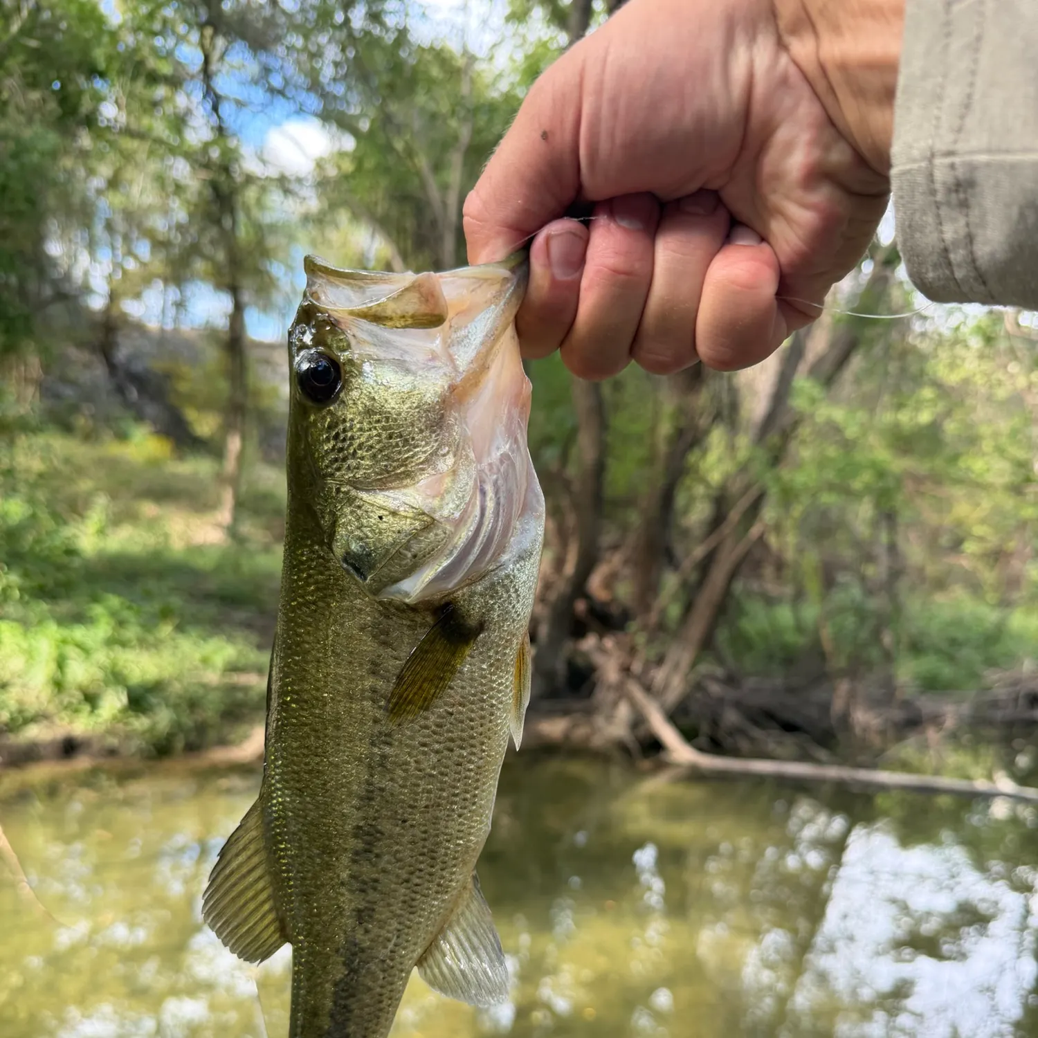 Guadalupe bass caught on Fishbrain