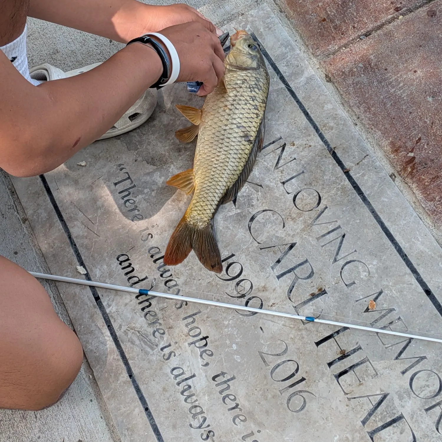 recently logged catches