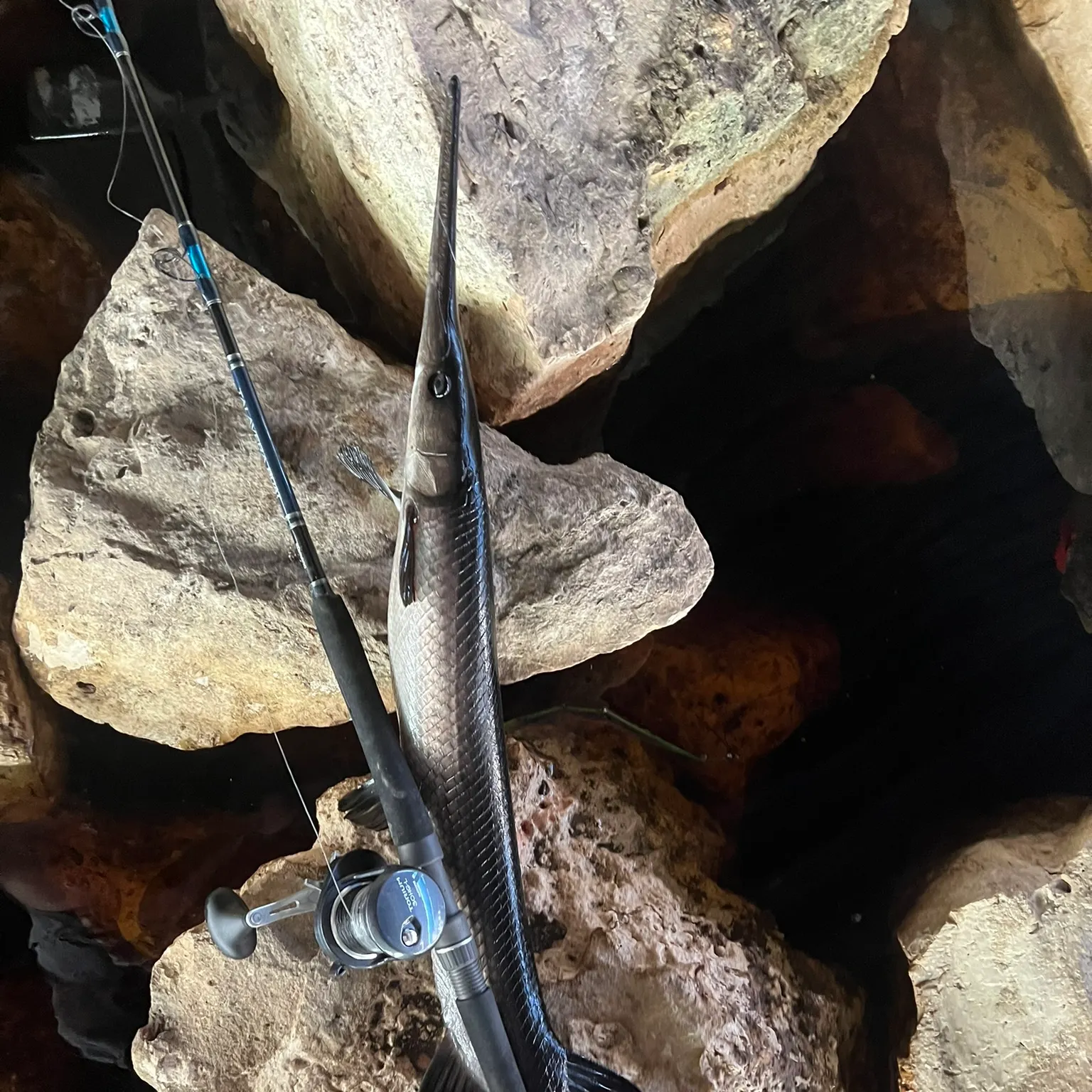 The most recent Florida gar catches on Fishbrain