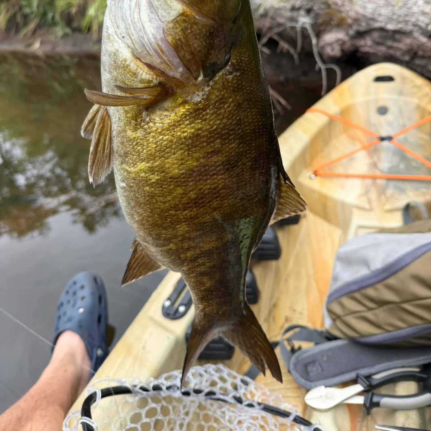 Smallmouth bass caught on Fishbrain
