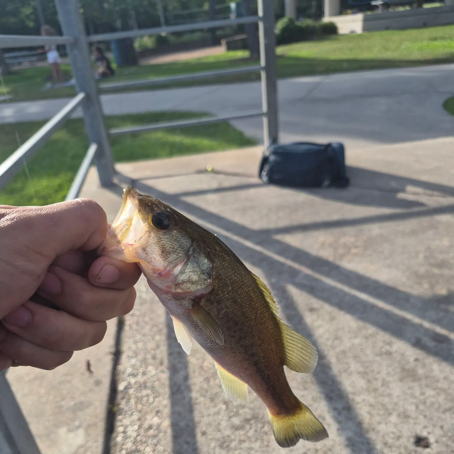 catch