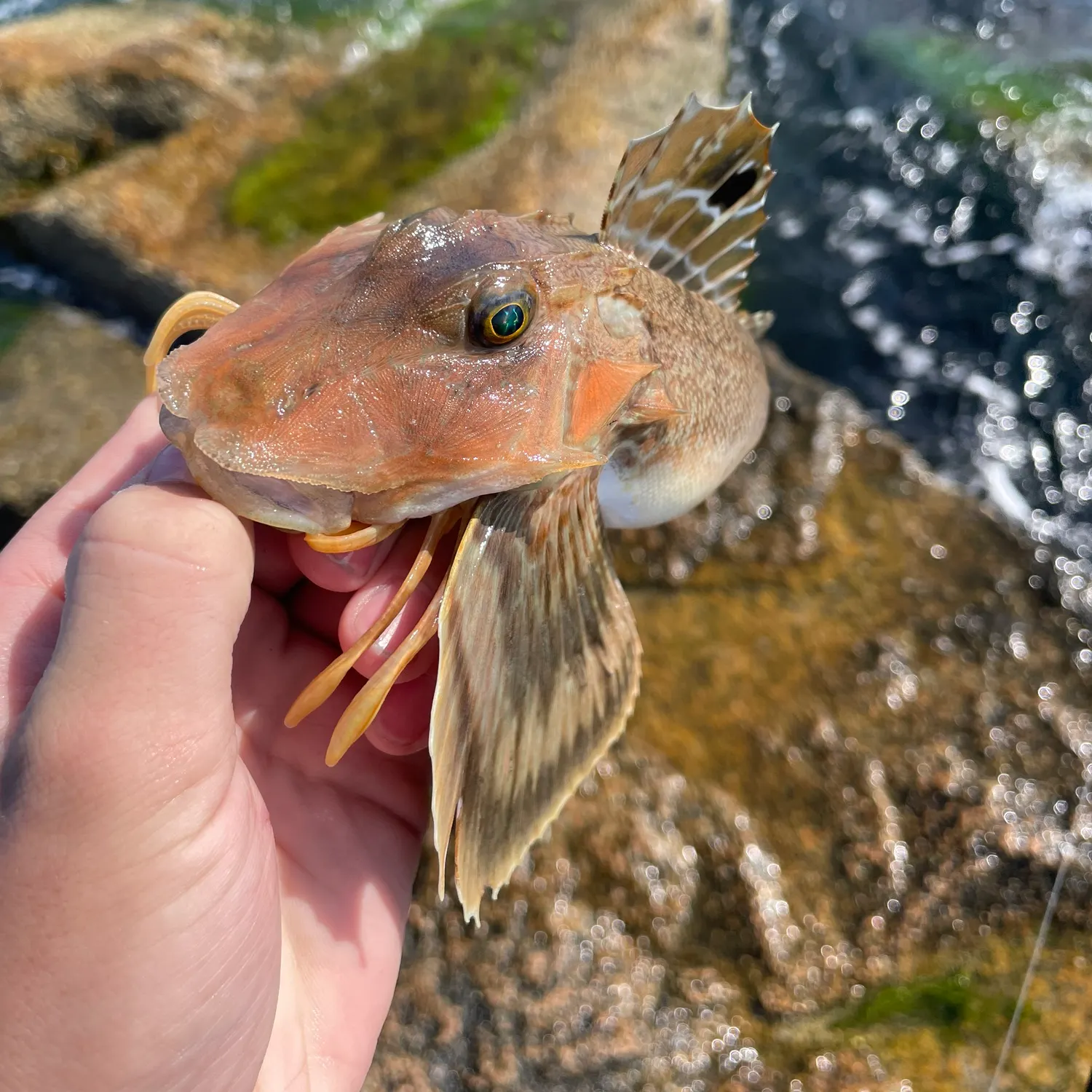The most recent Northern searobin catches on Fishbrain
