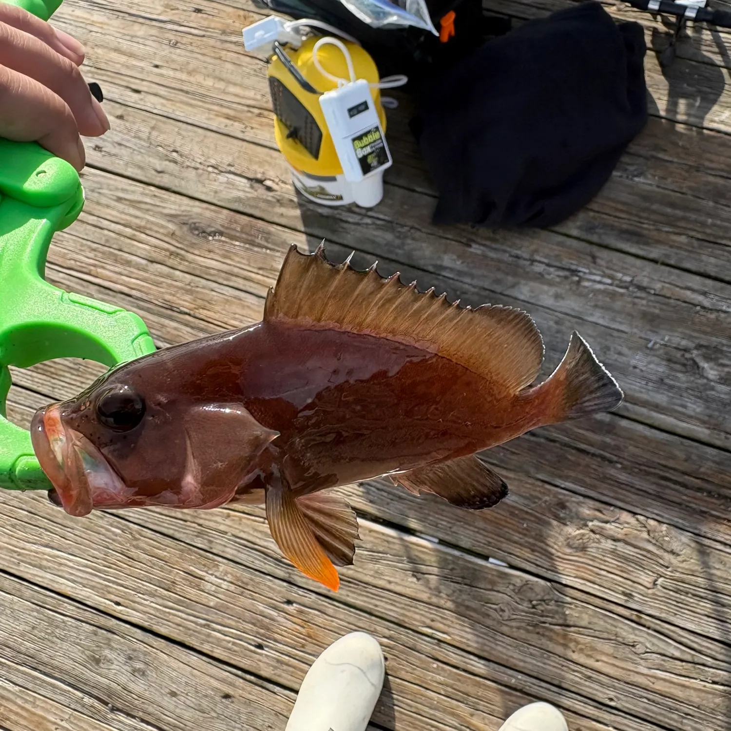 The most recent Red grouper catches on Fishbrain