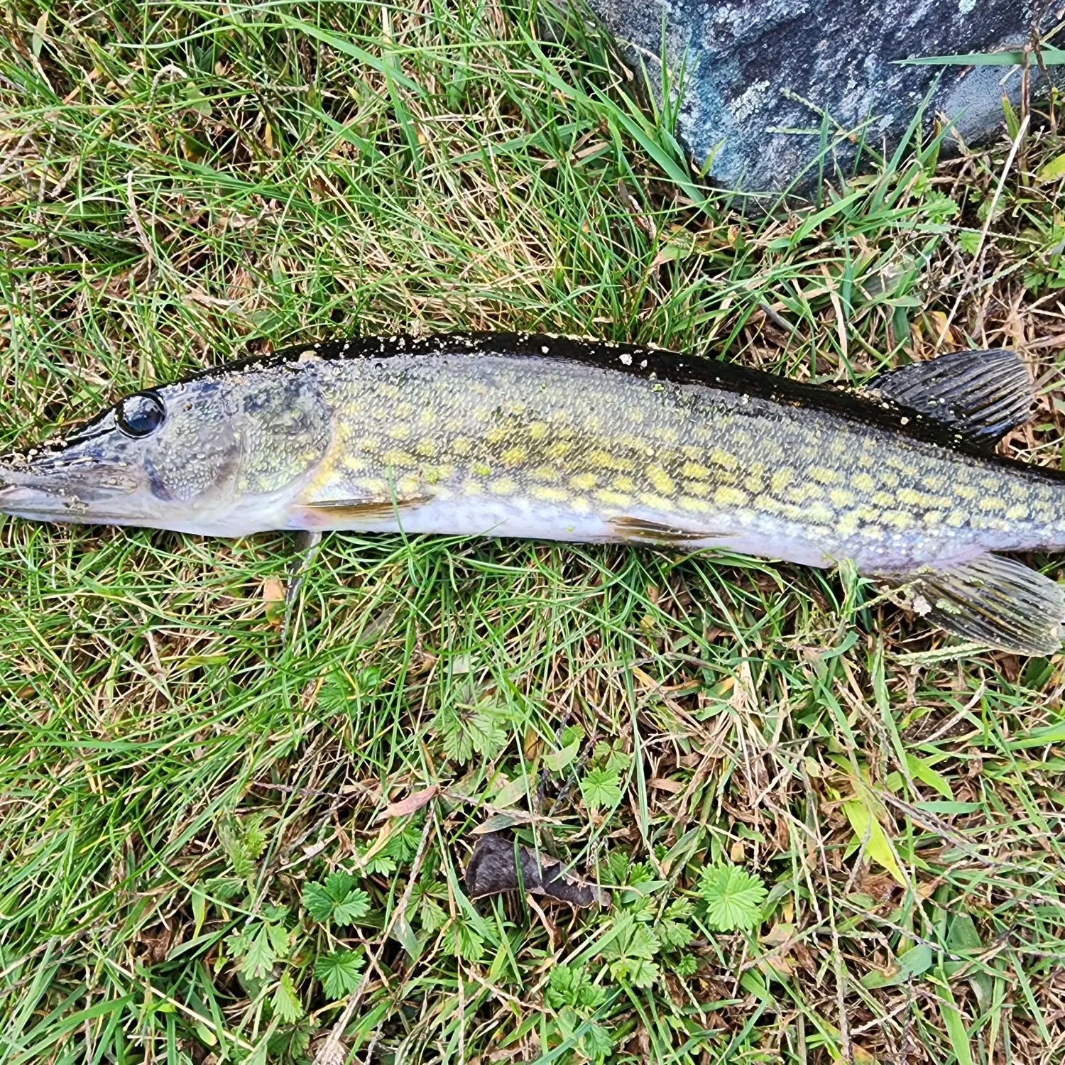 Chain pickerel caught on Fishbrain