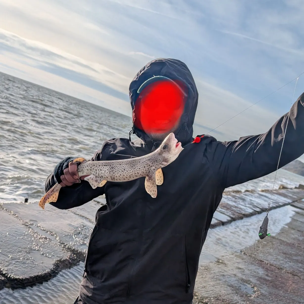 The most recent Dusky smooth-hound catches on Fishbrain