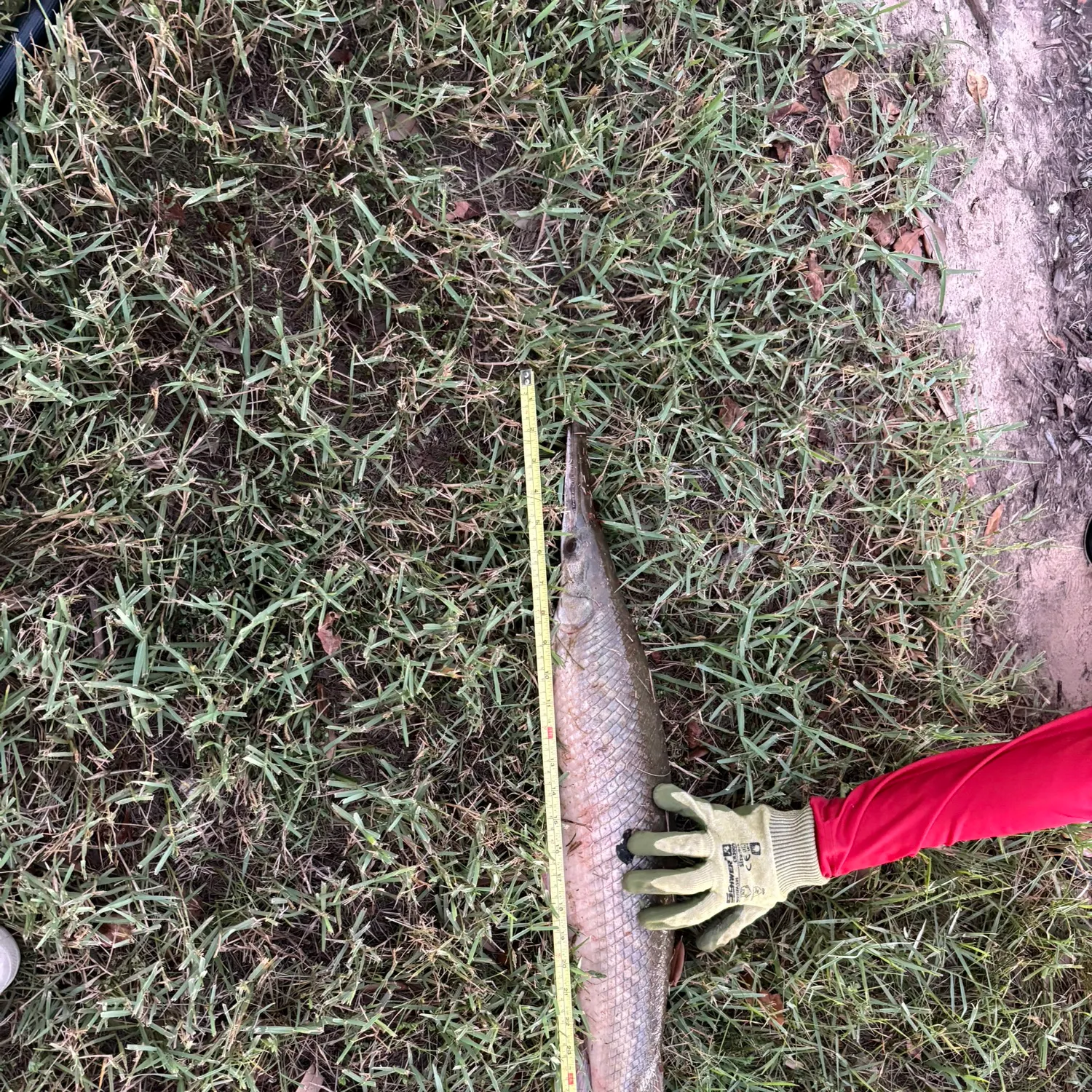 Shortnose gar caught on Fishbrain