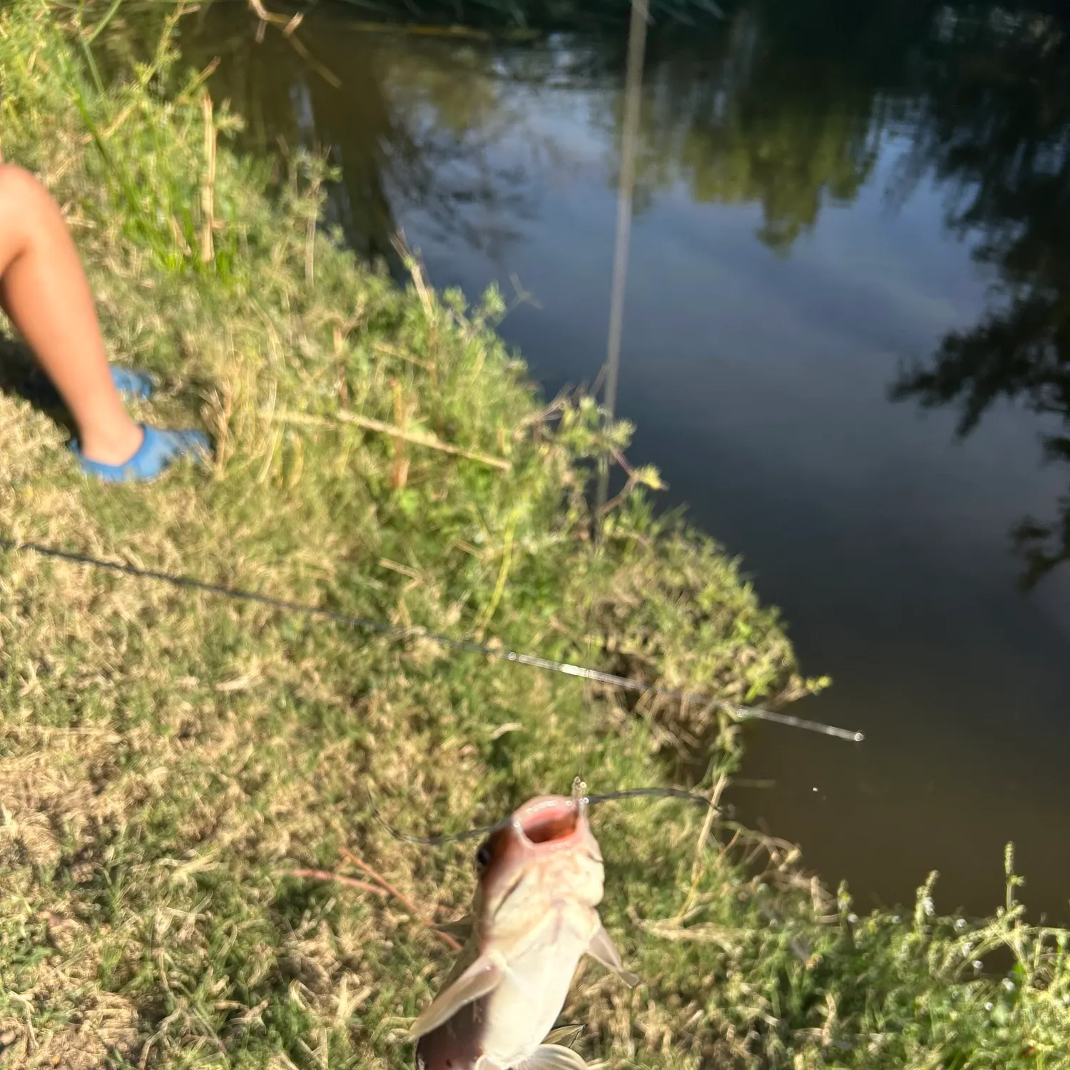 The most recent Giant sea catfish catches on Fishbrain