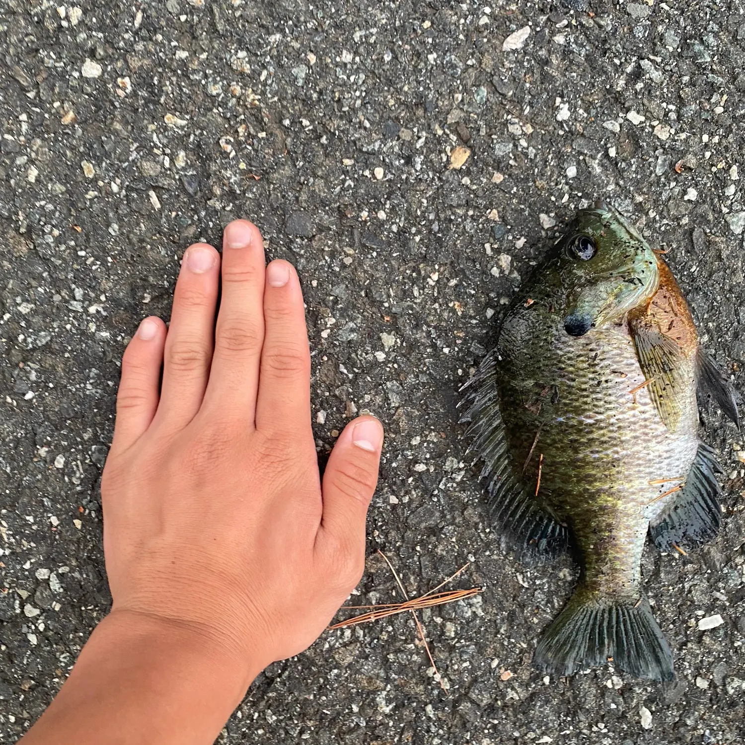 catch