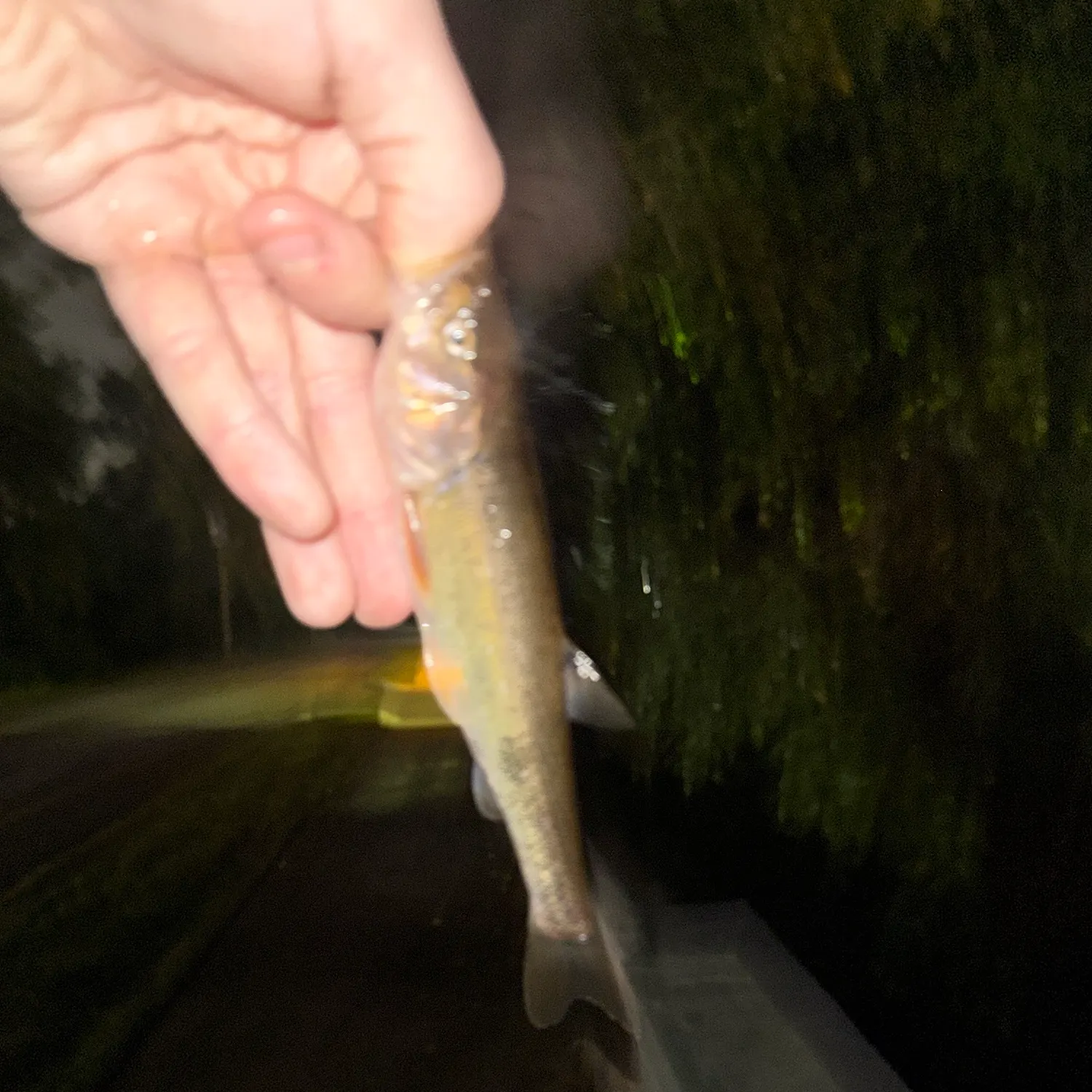 Creek chub caught on Fishbrain
