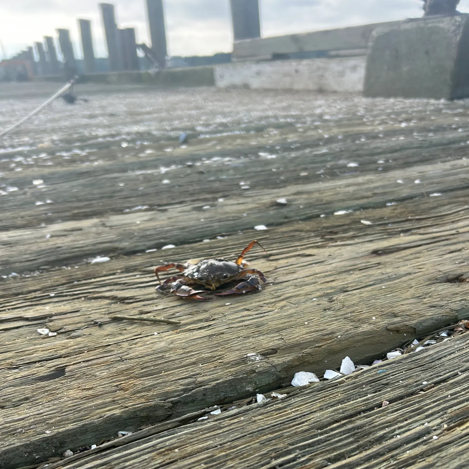 The most recent Jonah crab catches on Fishbrain