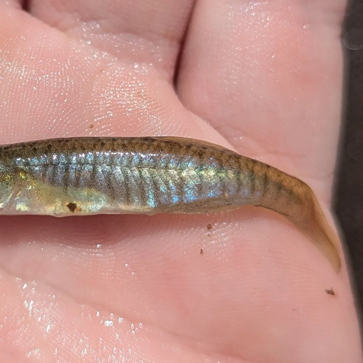 The most recent Banded killifish catches on Fishbrain
