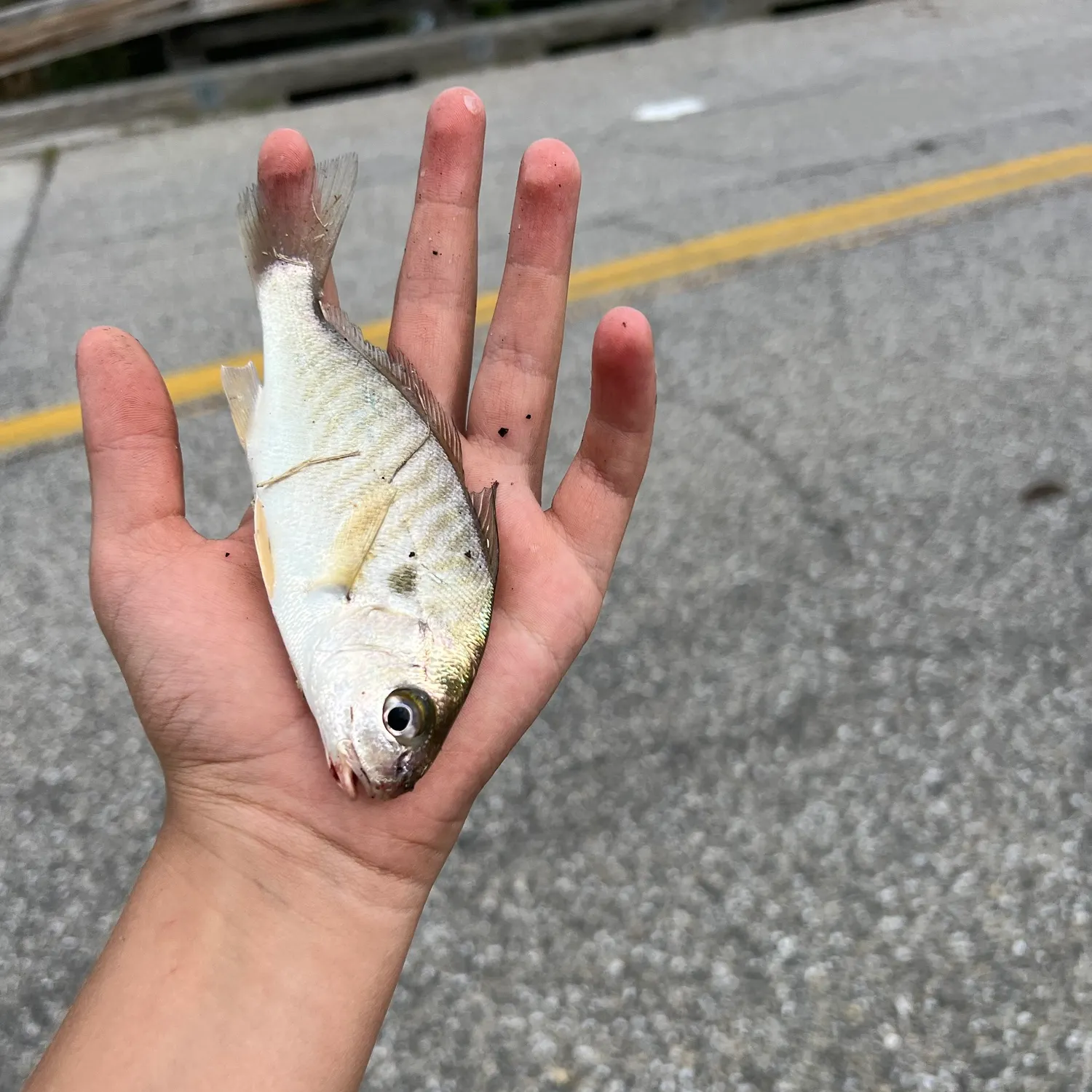Spot croaker caught on Fishbrain
