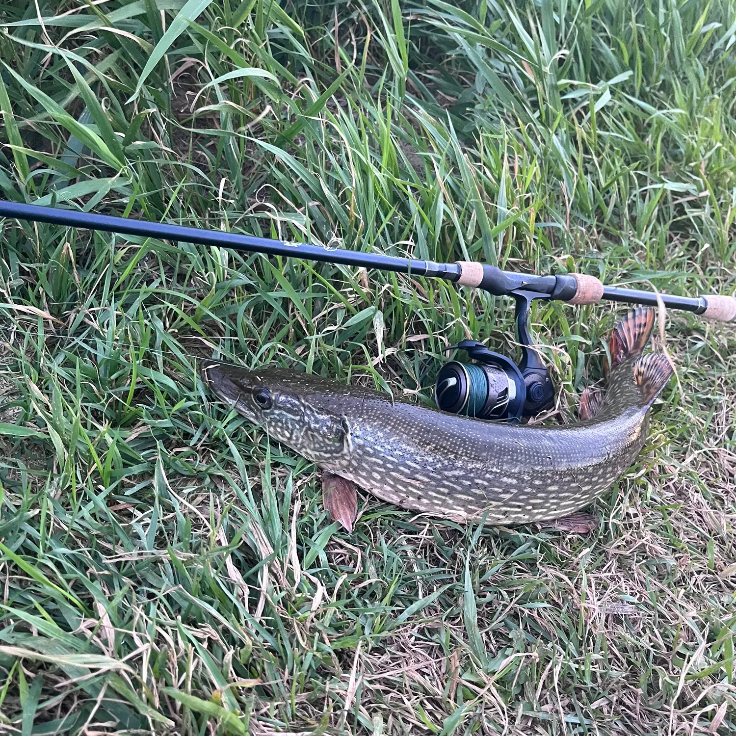 Fish caught on Fishbrain