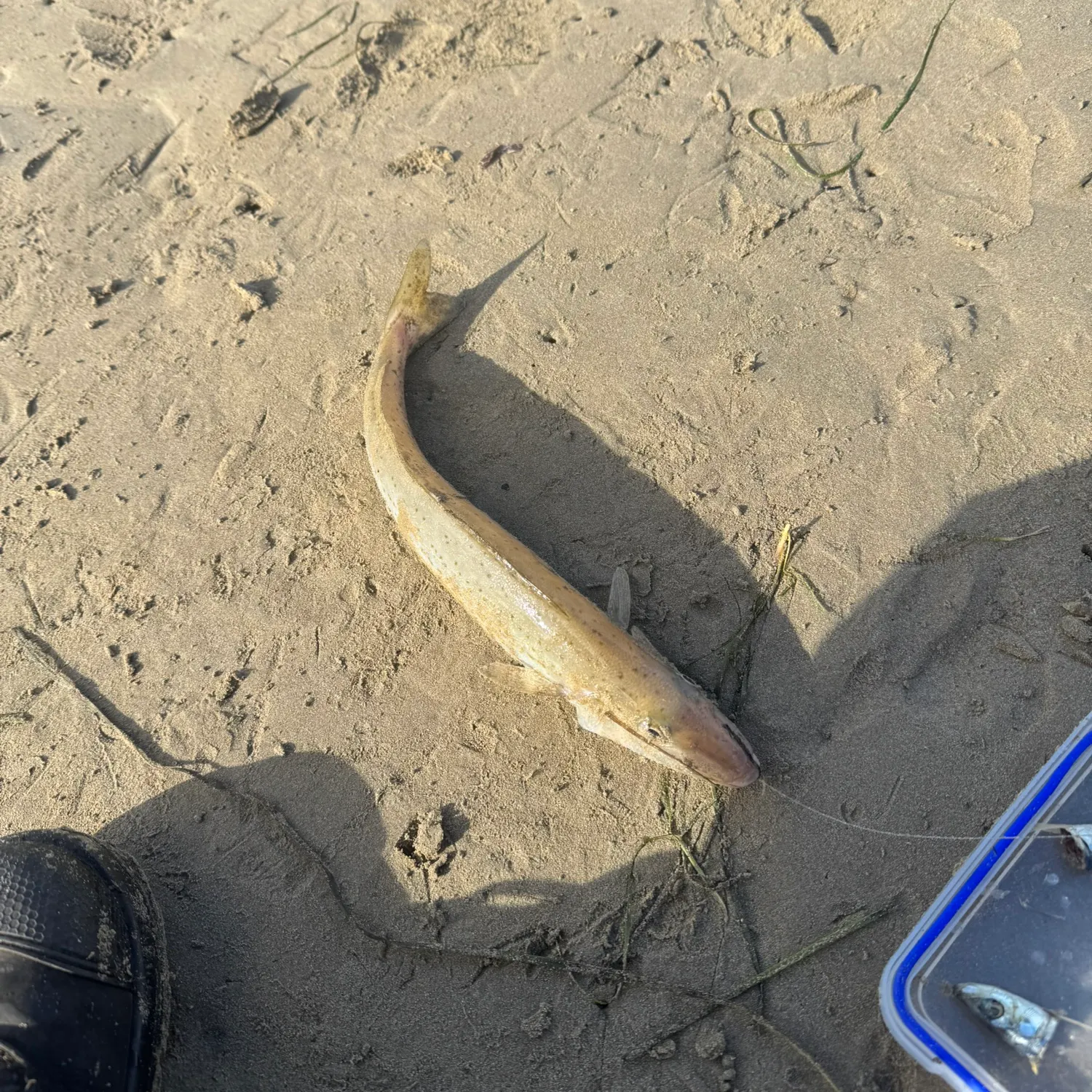 The most recent Sand flathead catches on Fishbrain