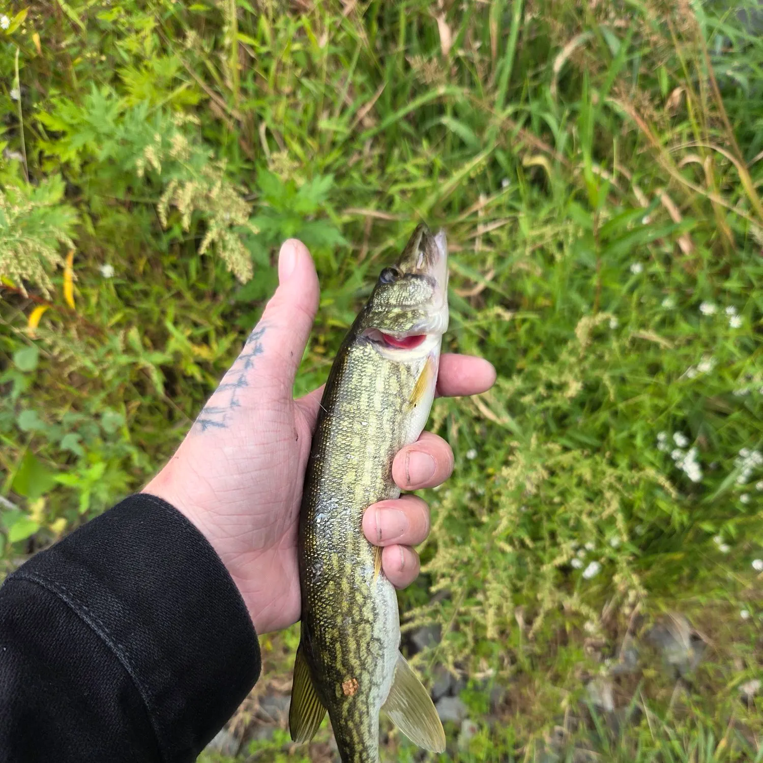 Chain pickerel caught on Fishbrain