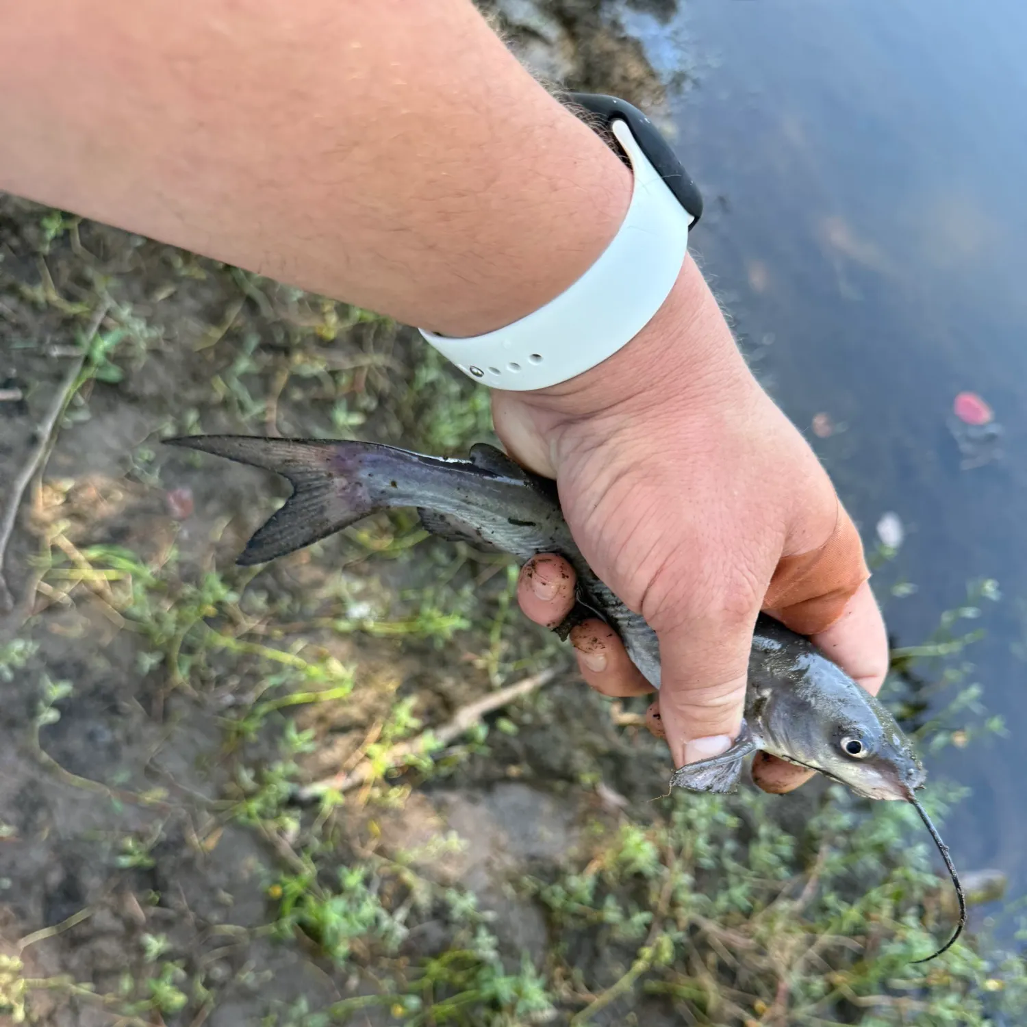 Channel catfish caught on Fishbrain