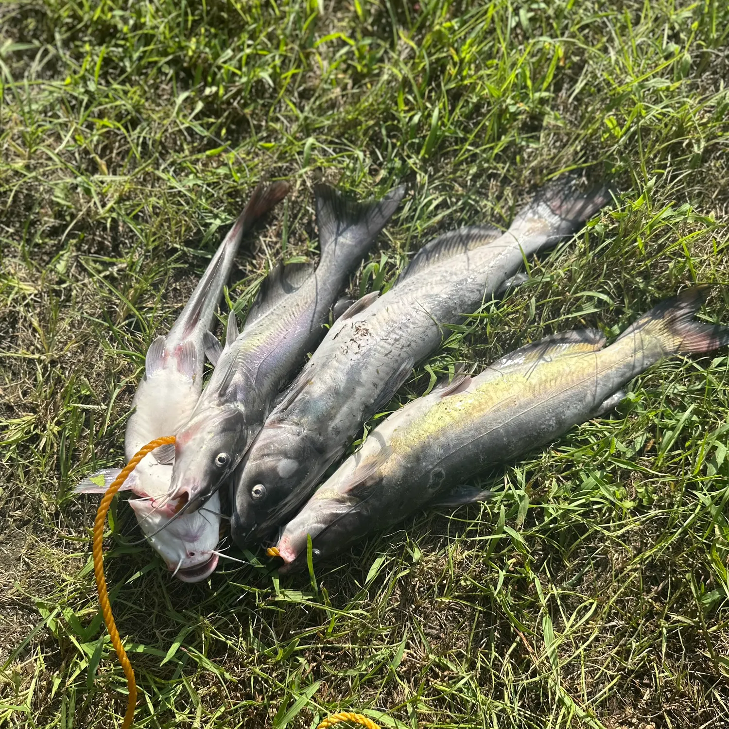 Channel catfish caught on Fishbrain