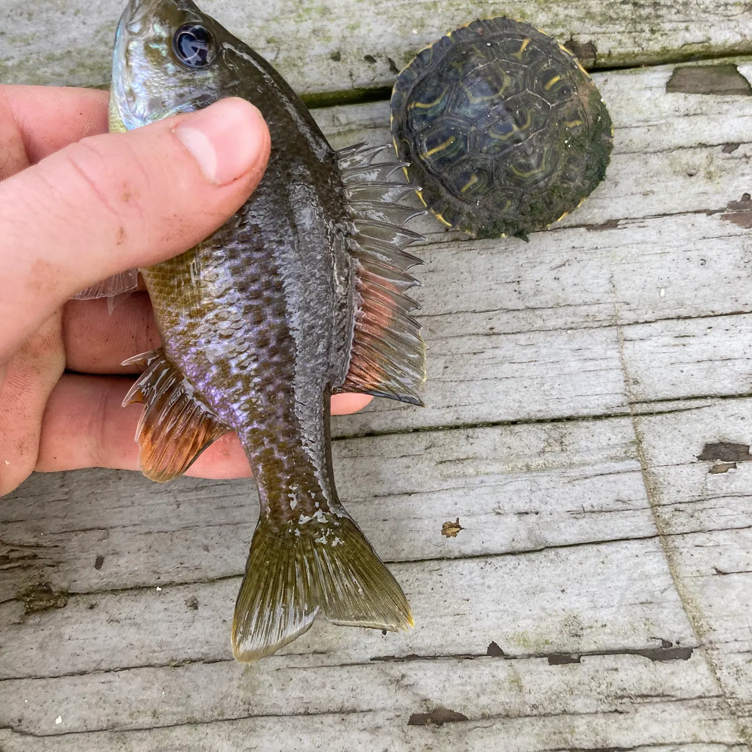 The most recent Greengill hybrid catches on Fishbrain