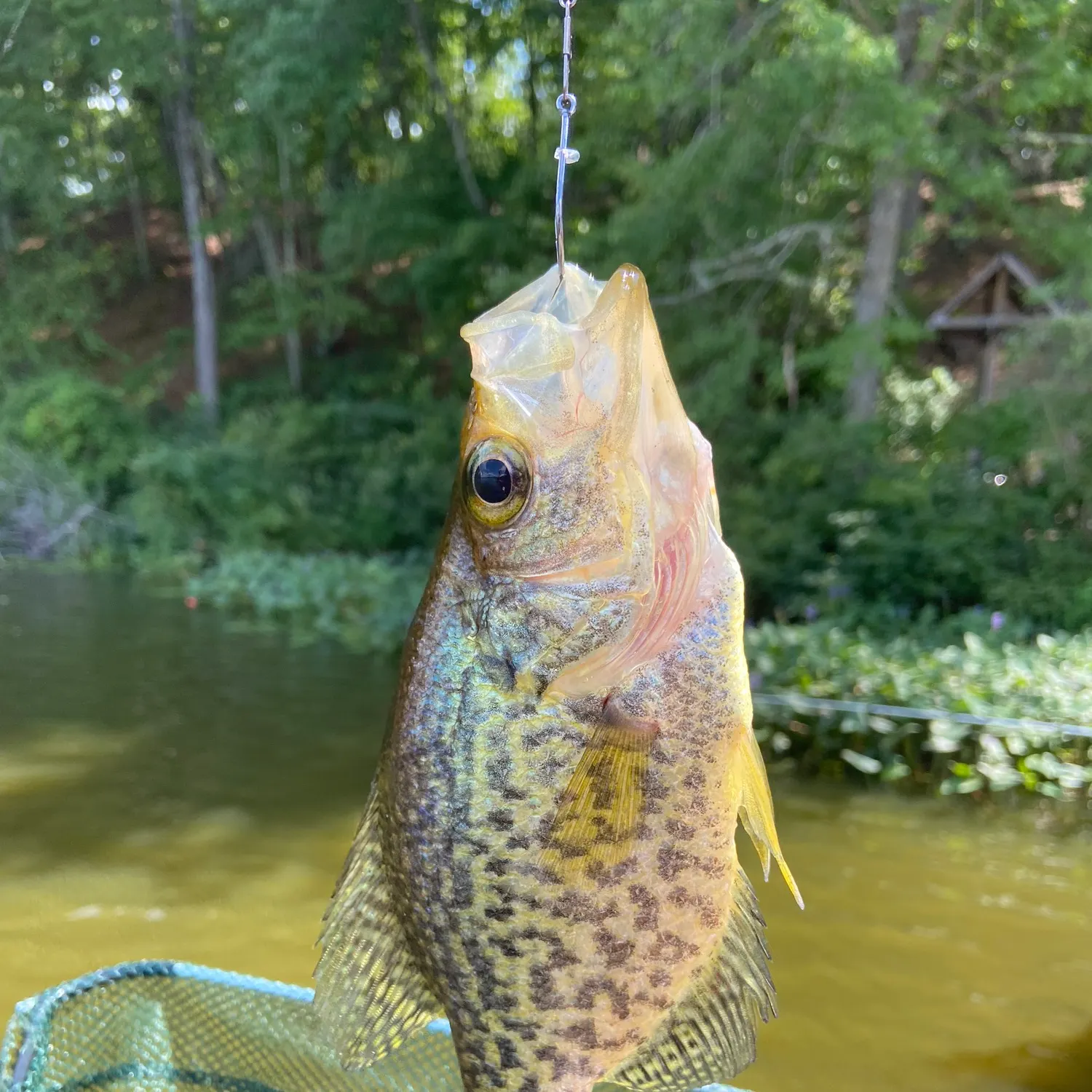 Black crappie caught on Fishbrain