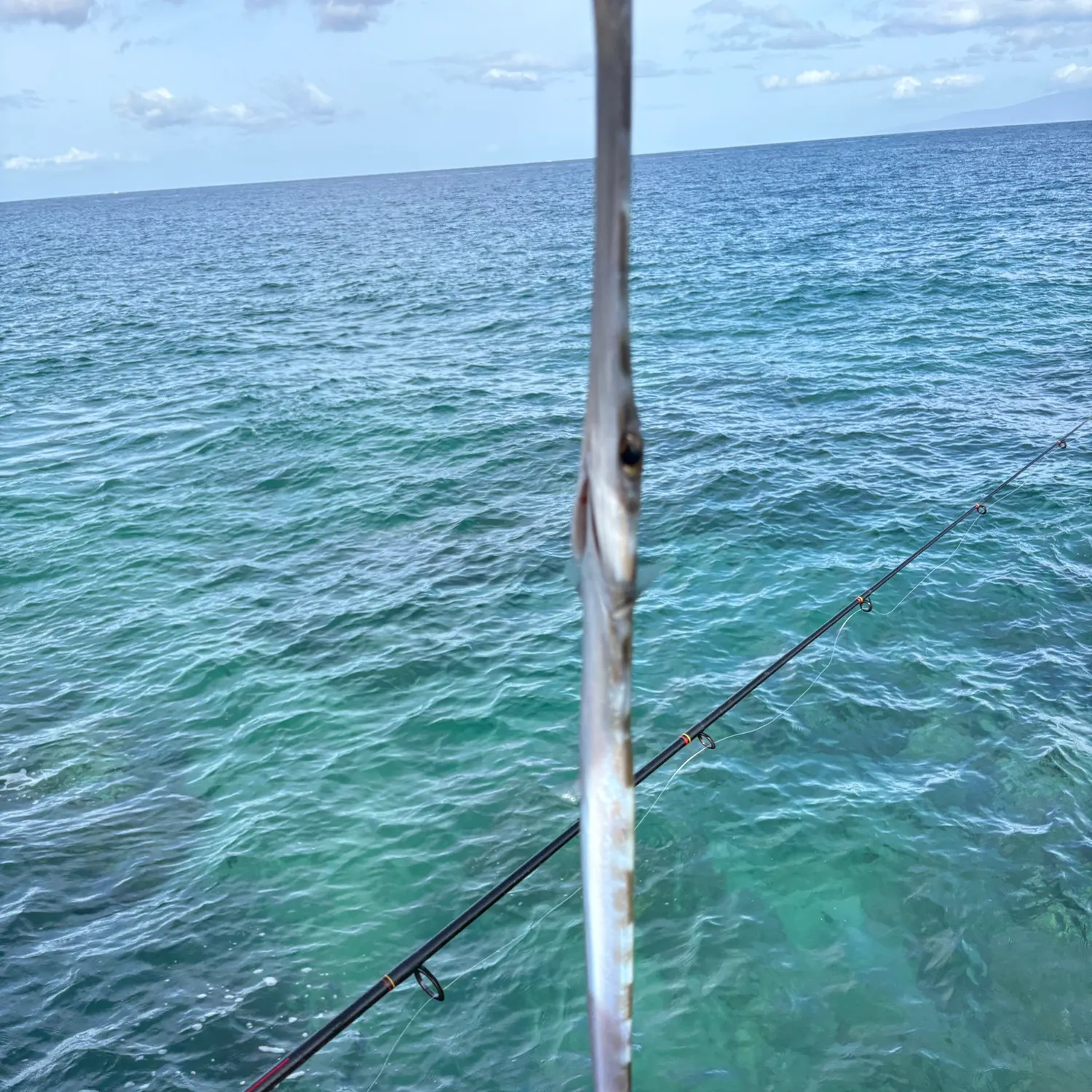 The most recent Red cornetfish catches on Fishbrain