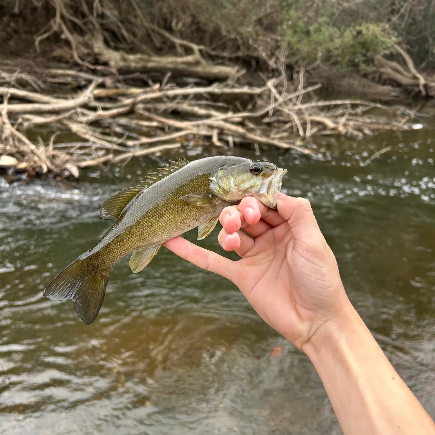 Smallmouth bass caught on Fishbrain