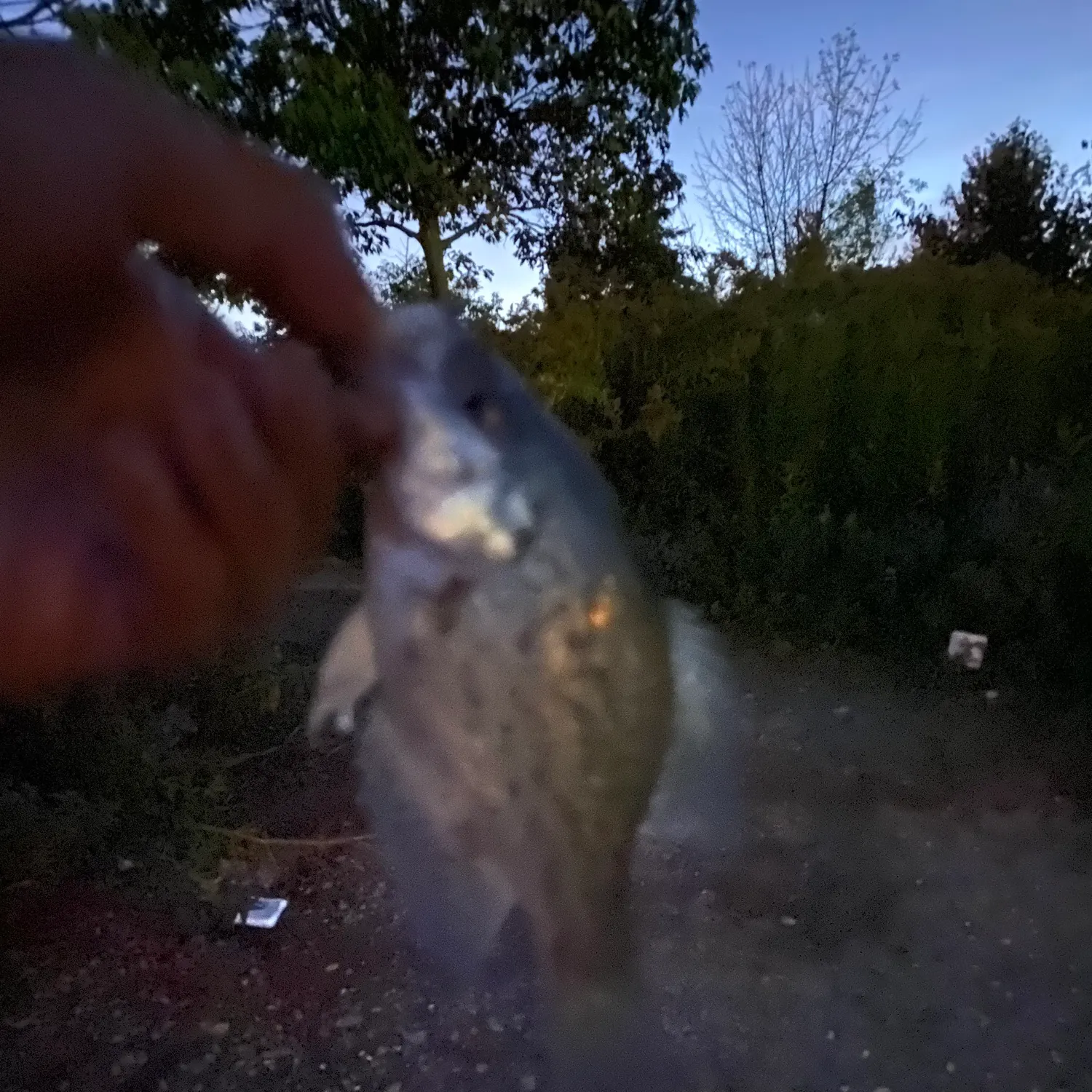 Black crappie caught on Fishbrain