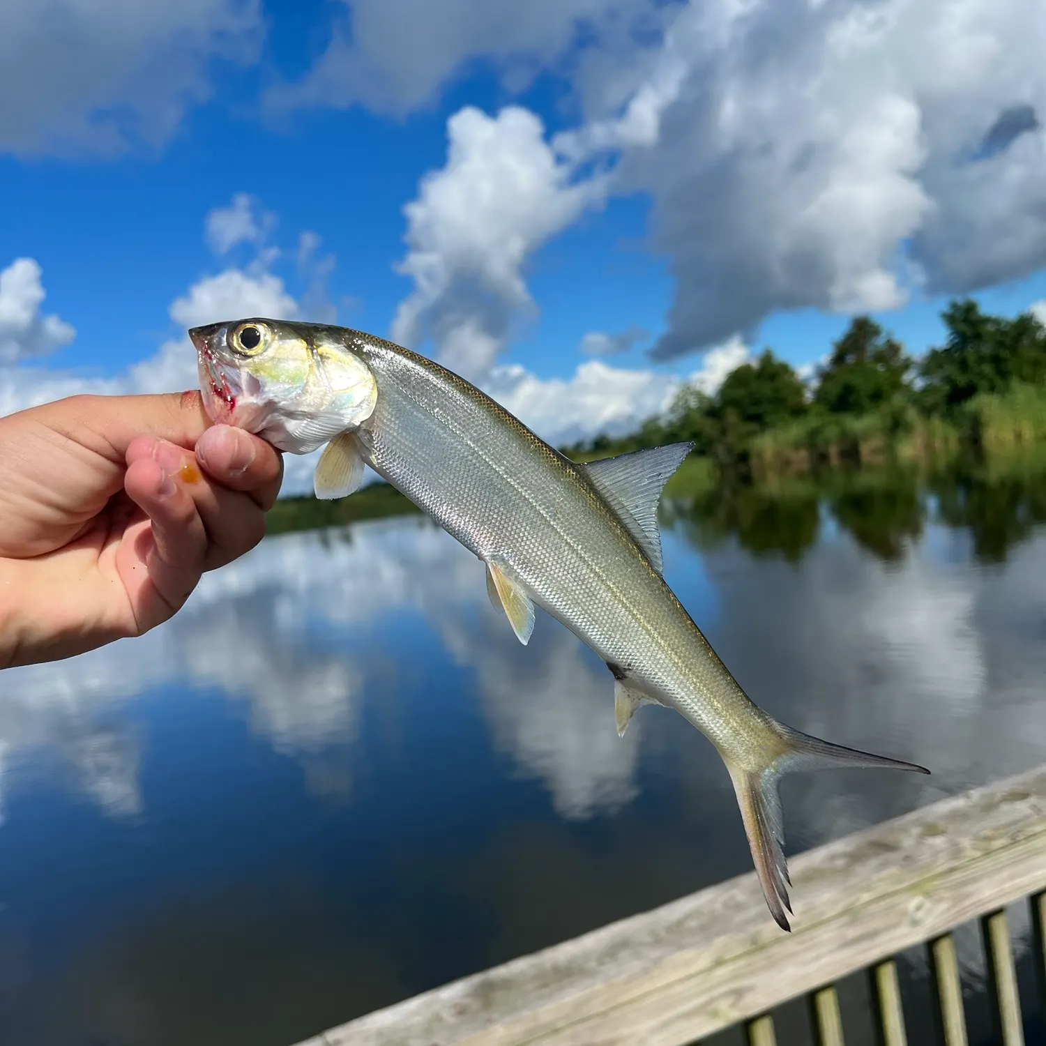 Ladyfish caught on Fishbrain