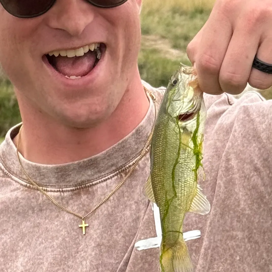 Smallmouth bass caught on Fishbrain