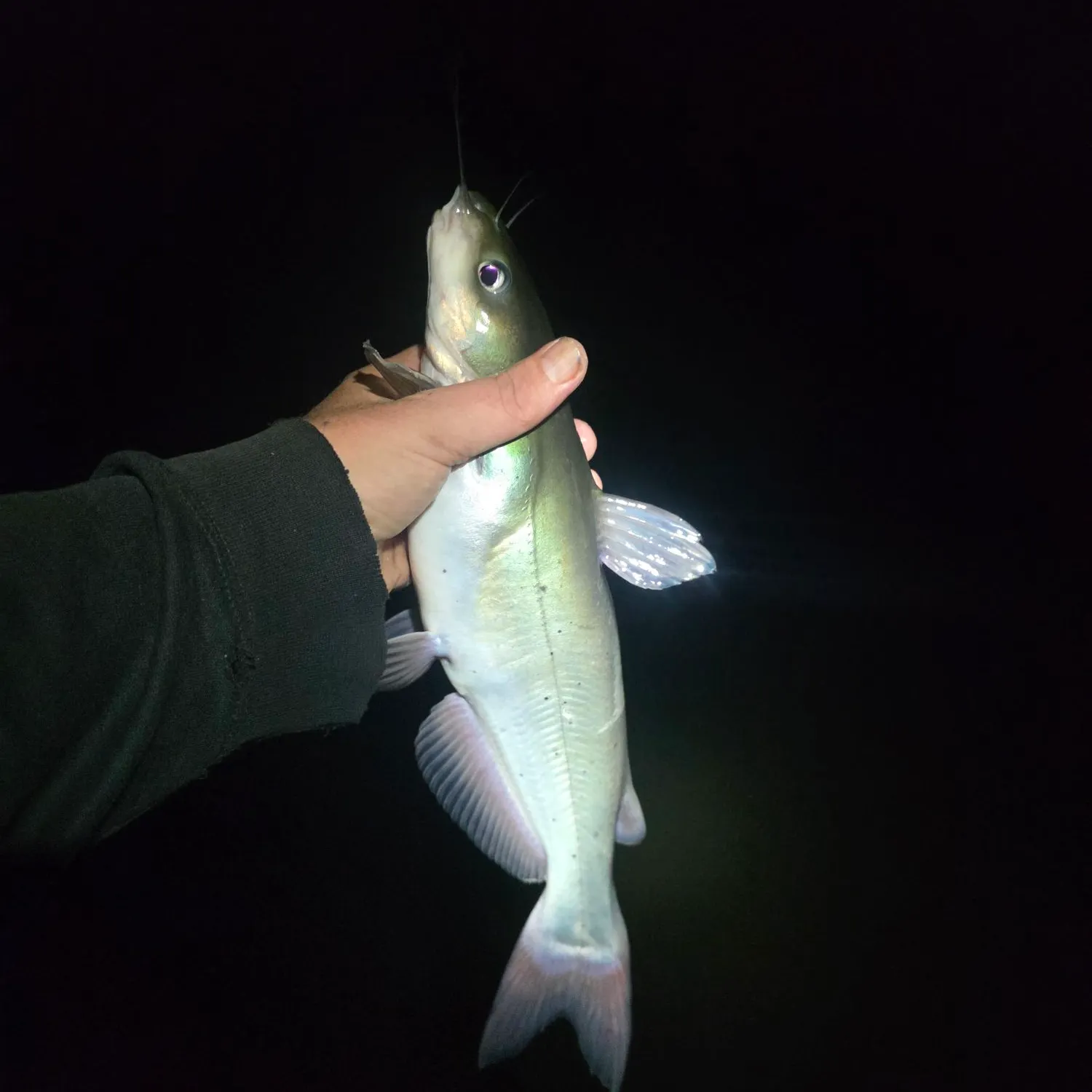 Channel catfish caught on Fishbrain