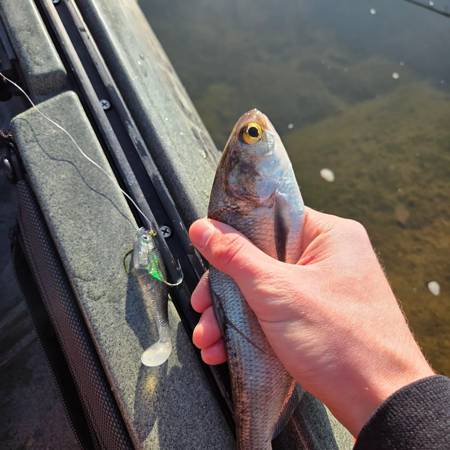 The most recent American gizzard shad catches on Fishbrain