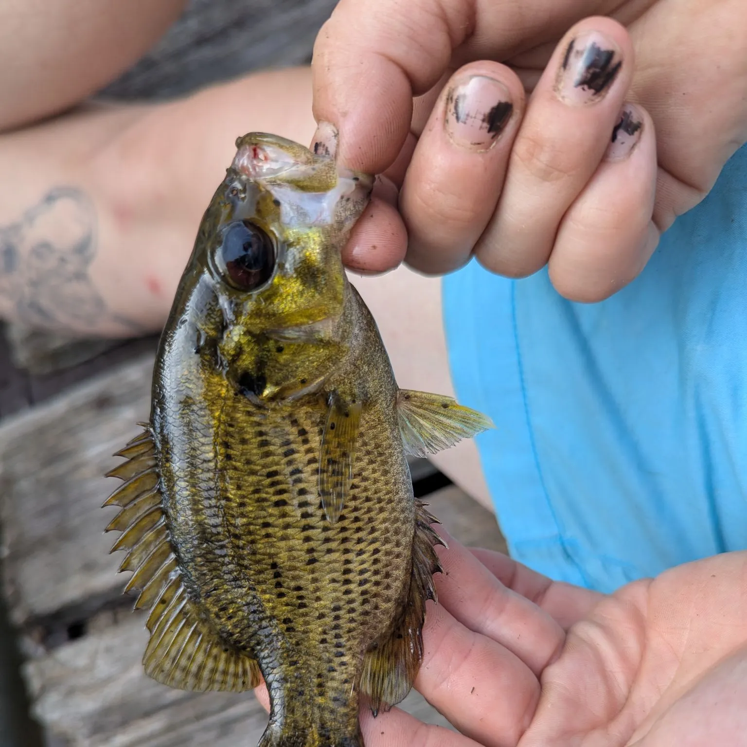 recently logged catches