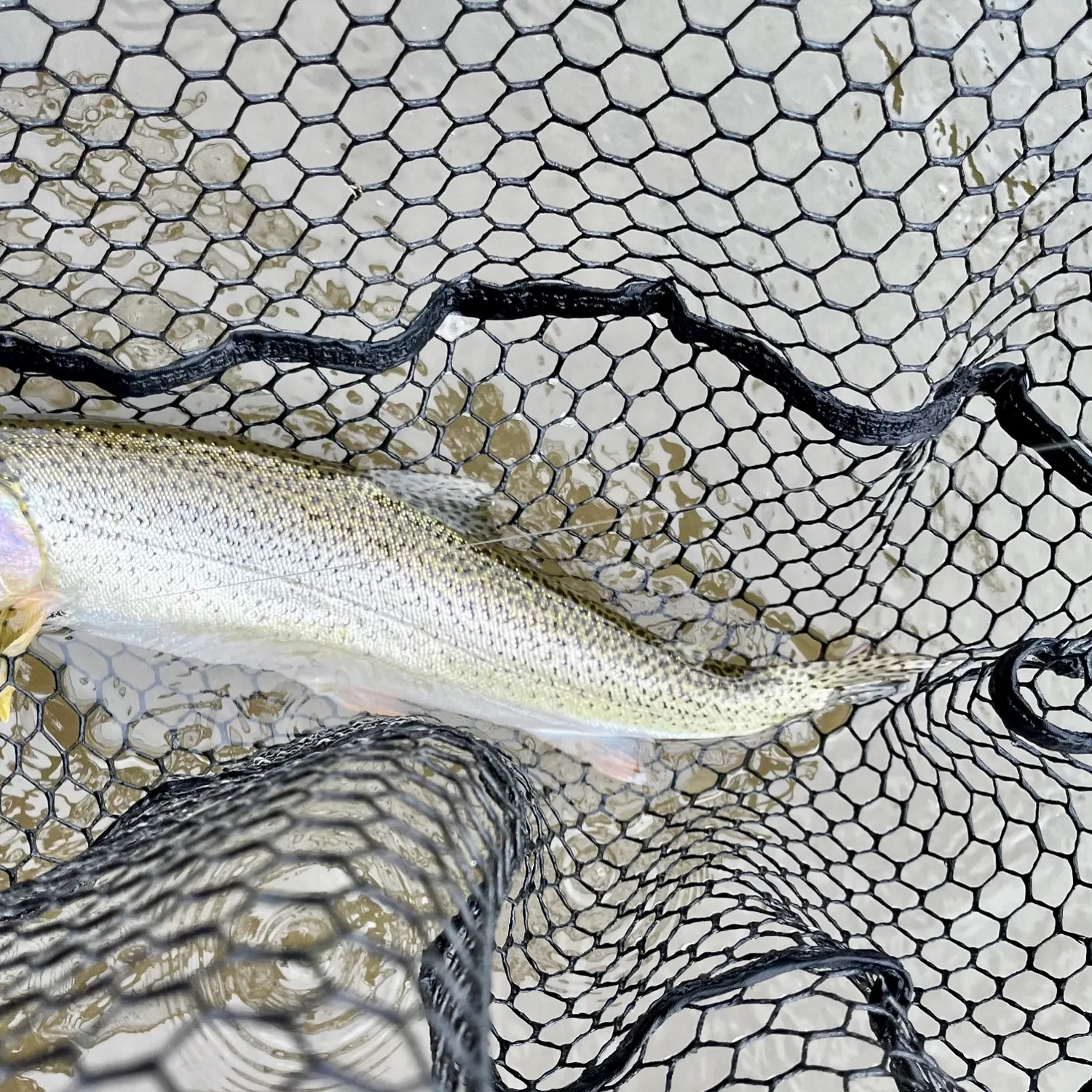 Coastal cutthroat trout caught on Fishbrain