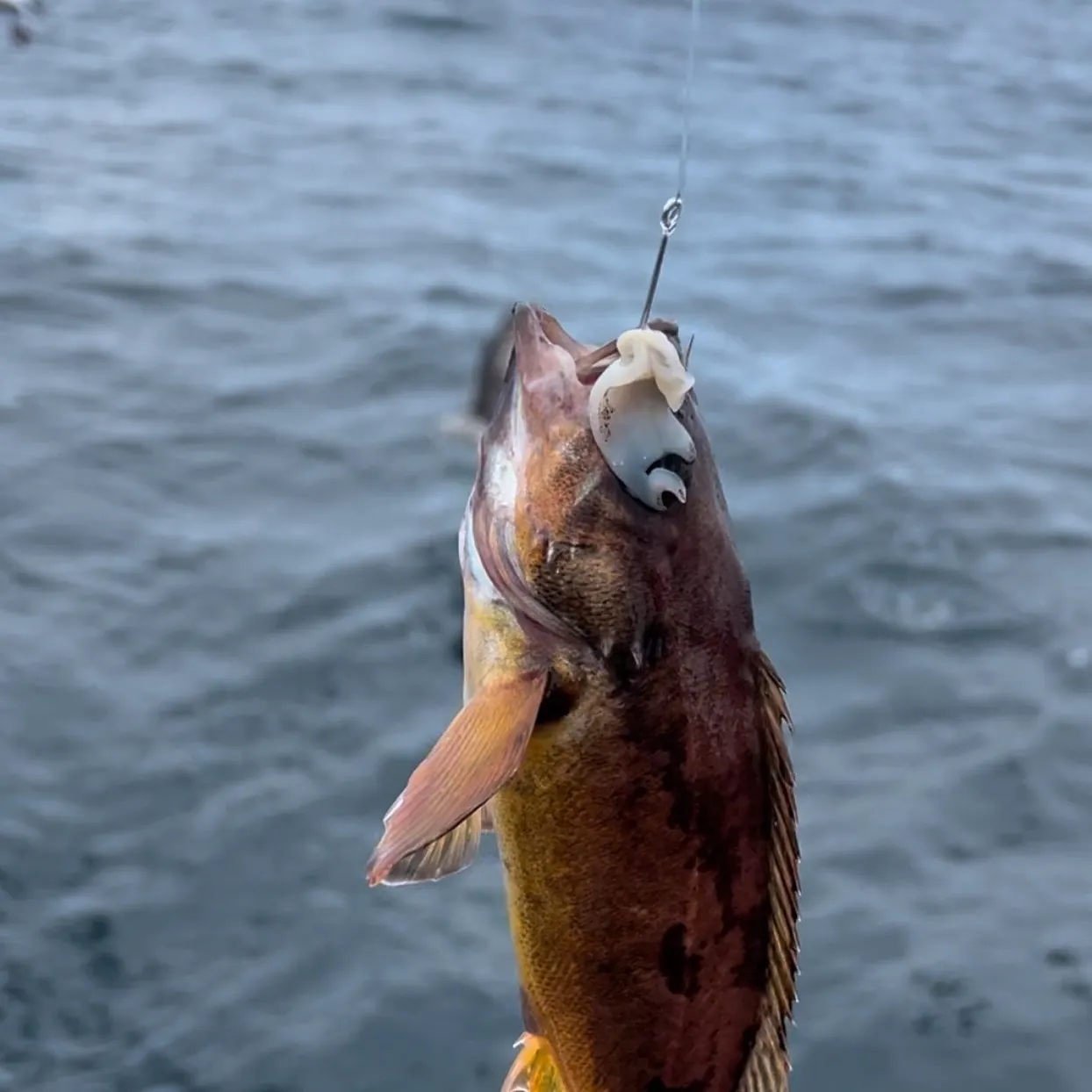 The most recent Yellowtail rockfish catches on Fishbrain