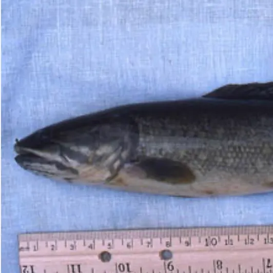 Eyetail bowfin caught on Fishbrain