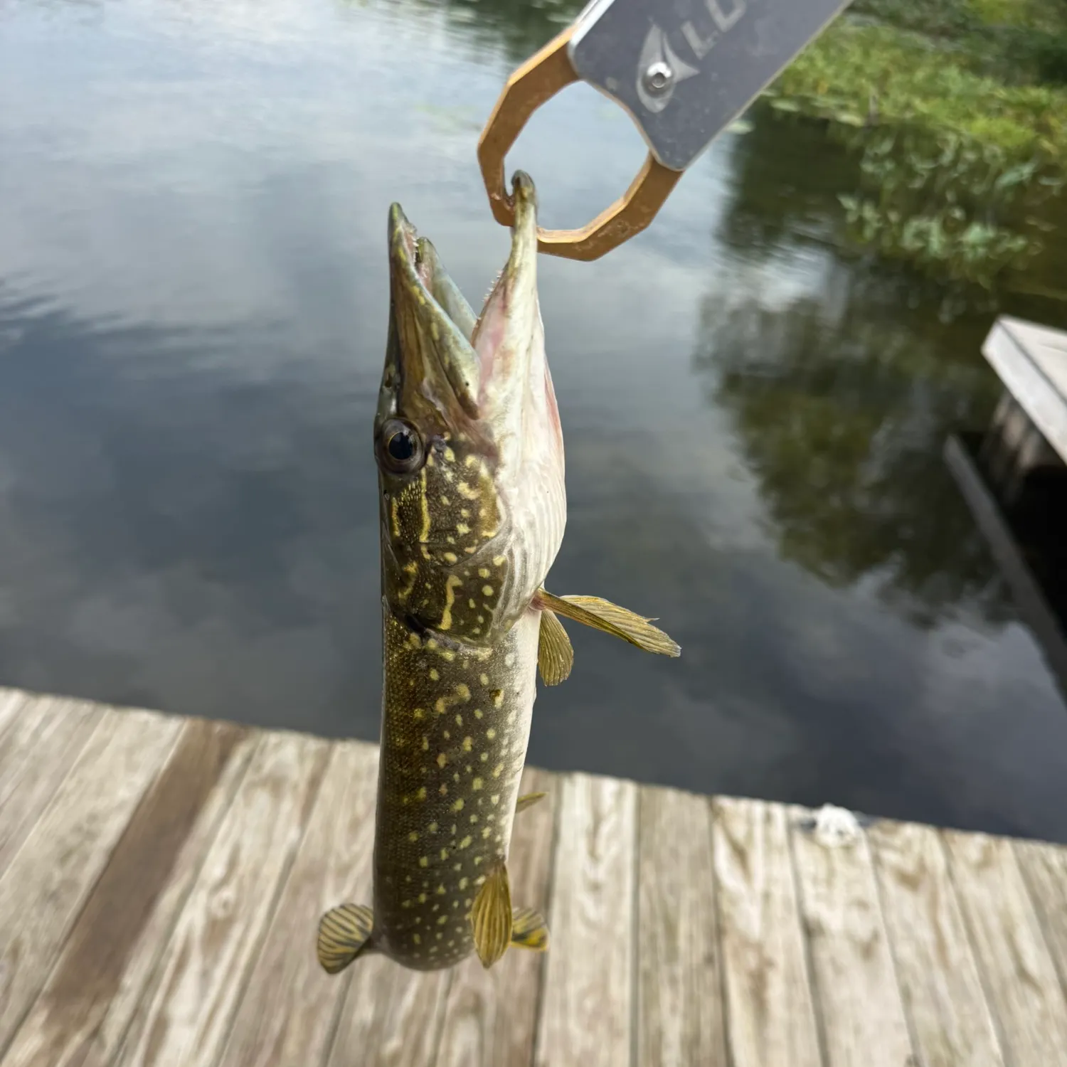 Northern pike caught on Fishbrain