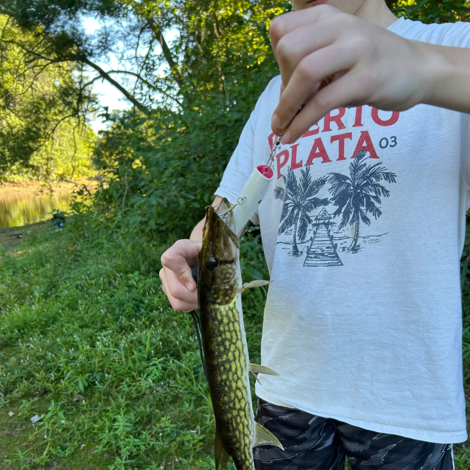 Chain pickerel caught on Fishbrain