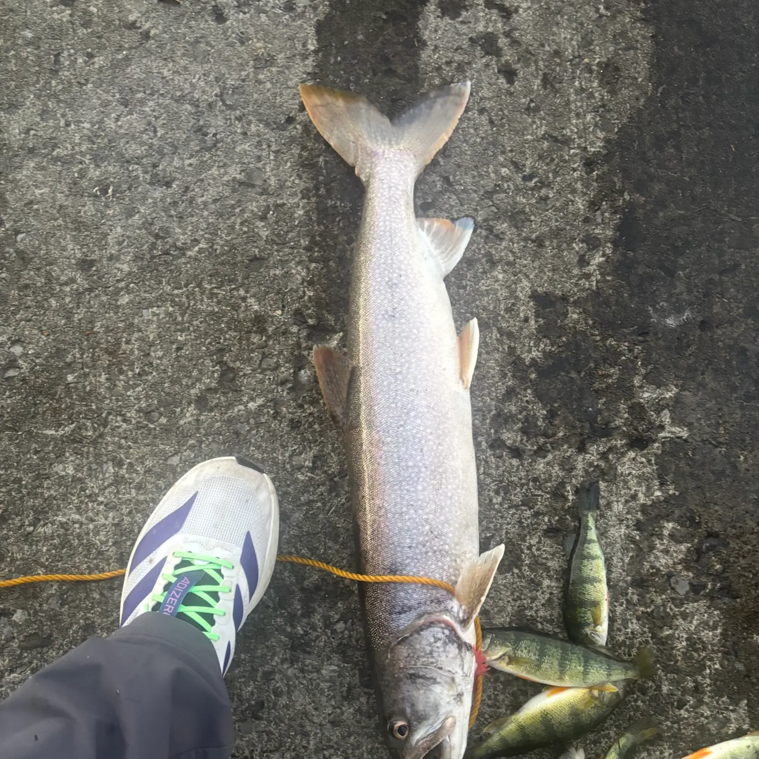 The most recent Lake char catches on Fishbrain