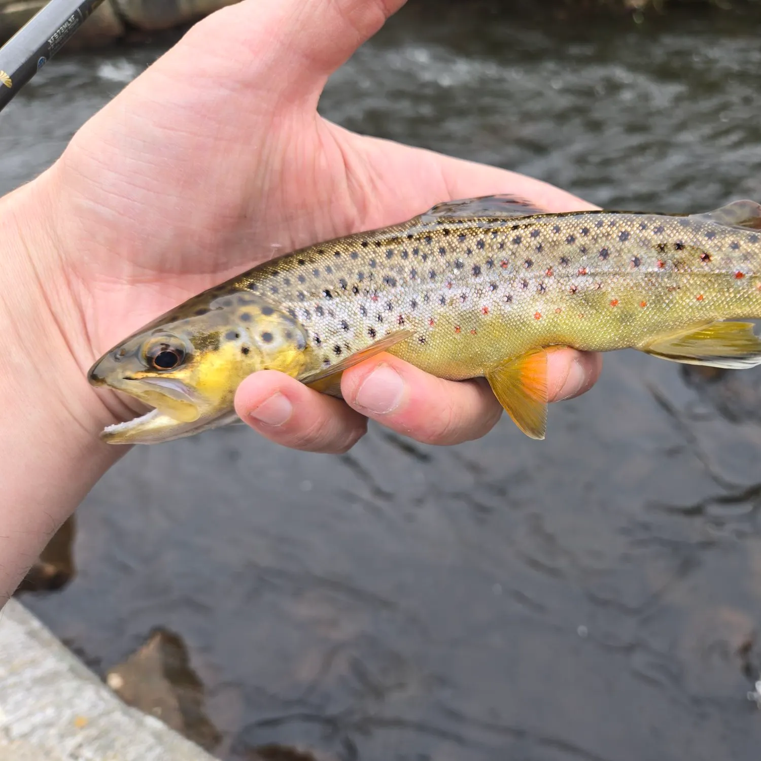 Brown trout caught on Fishbrain