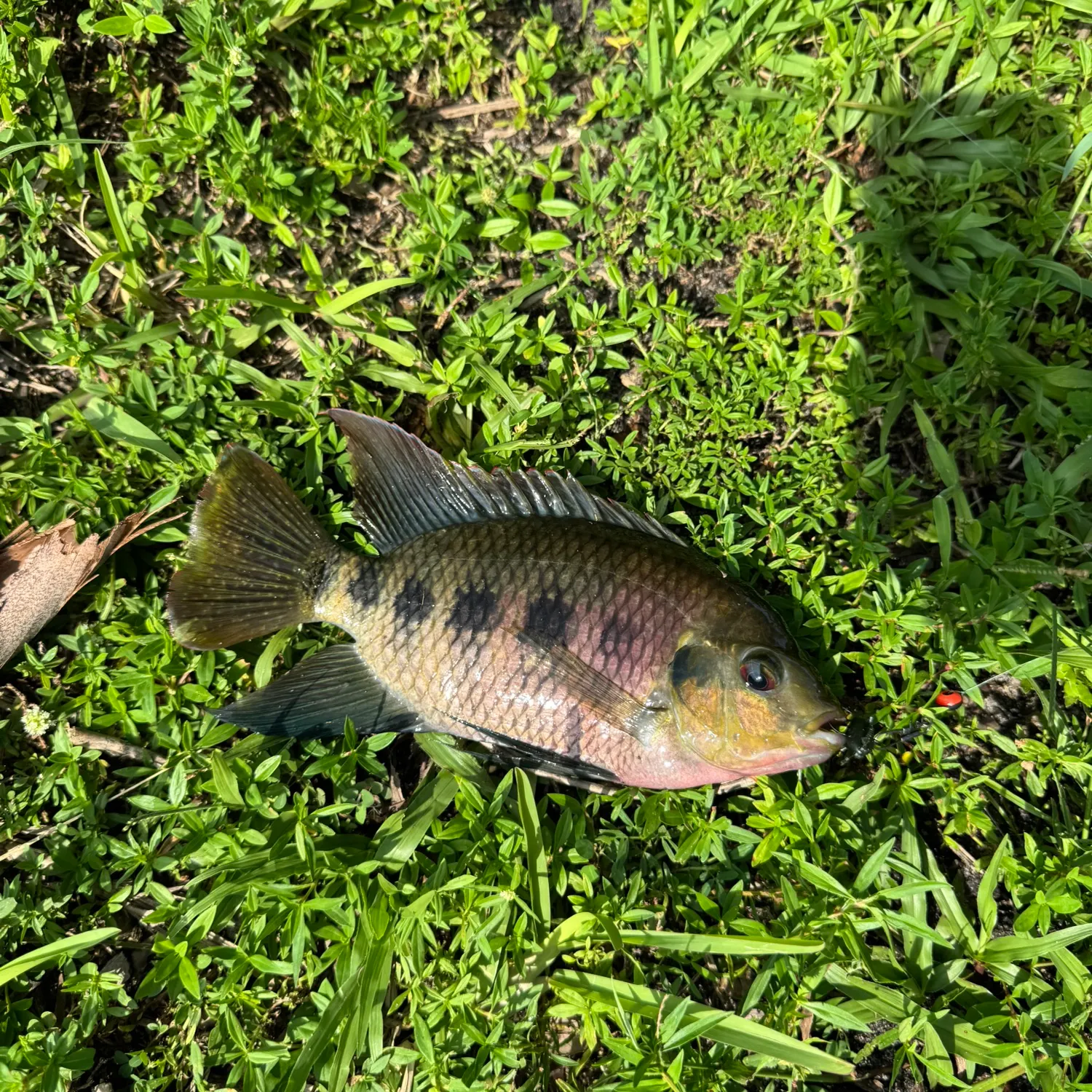 Spotted tilapia caught on Fishbrain