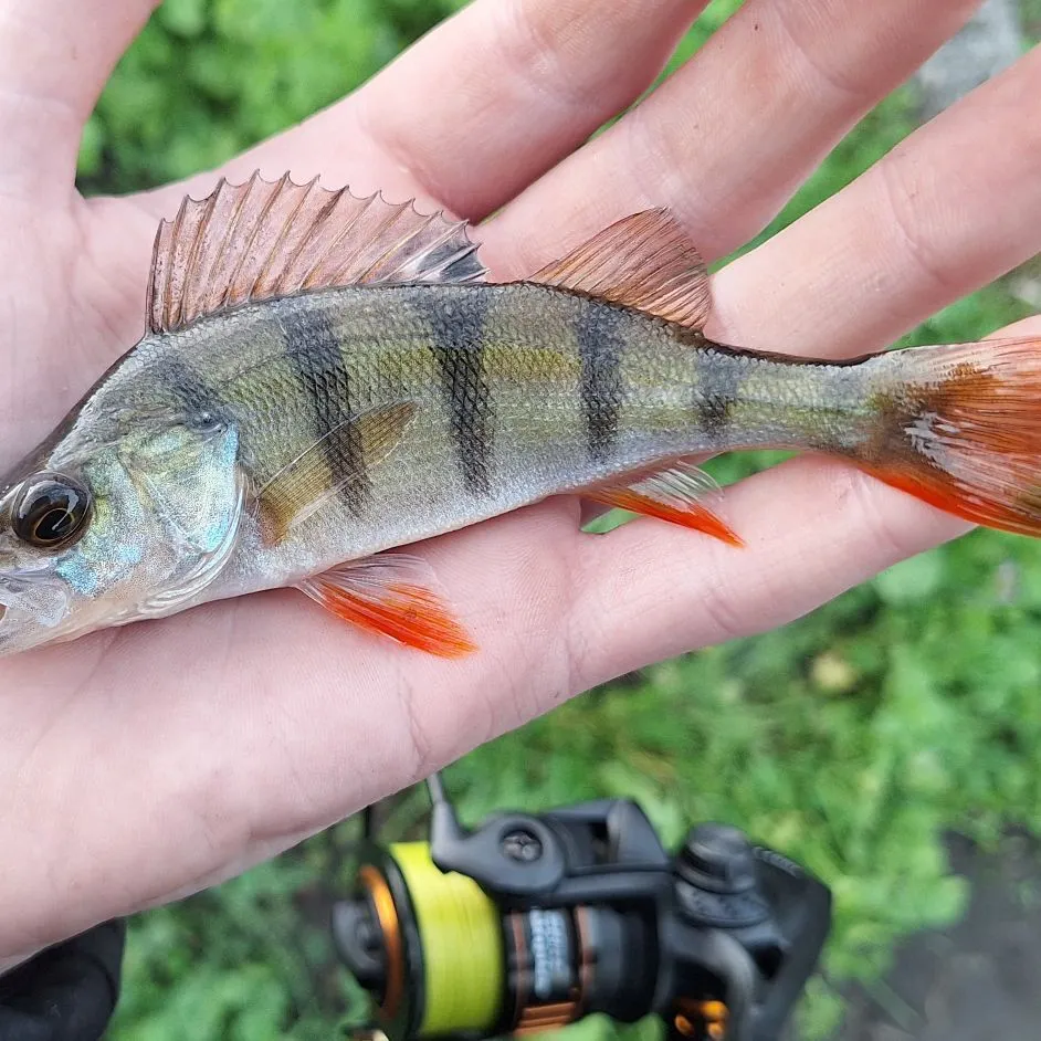 European perch caught on Fishbrain