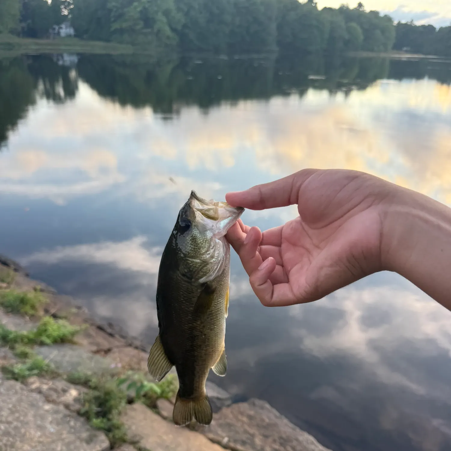 Largemouth bass caught on Fishbrain