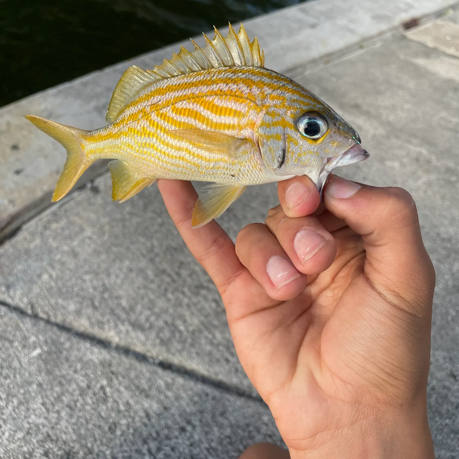 The most recent French grunt catches on Fishbrain