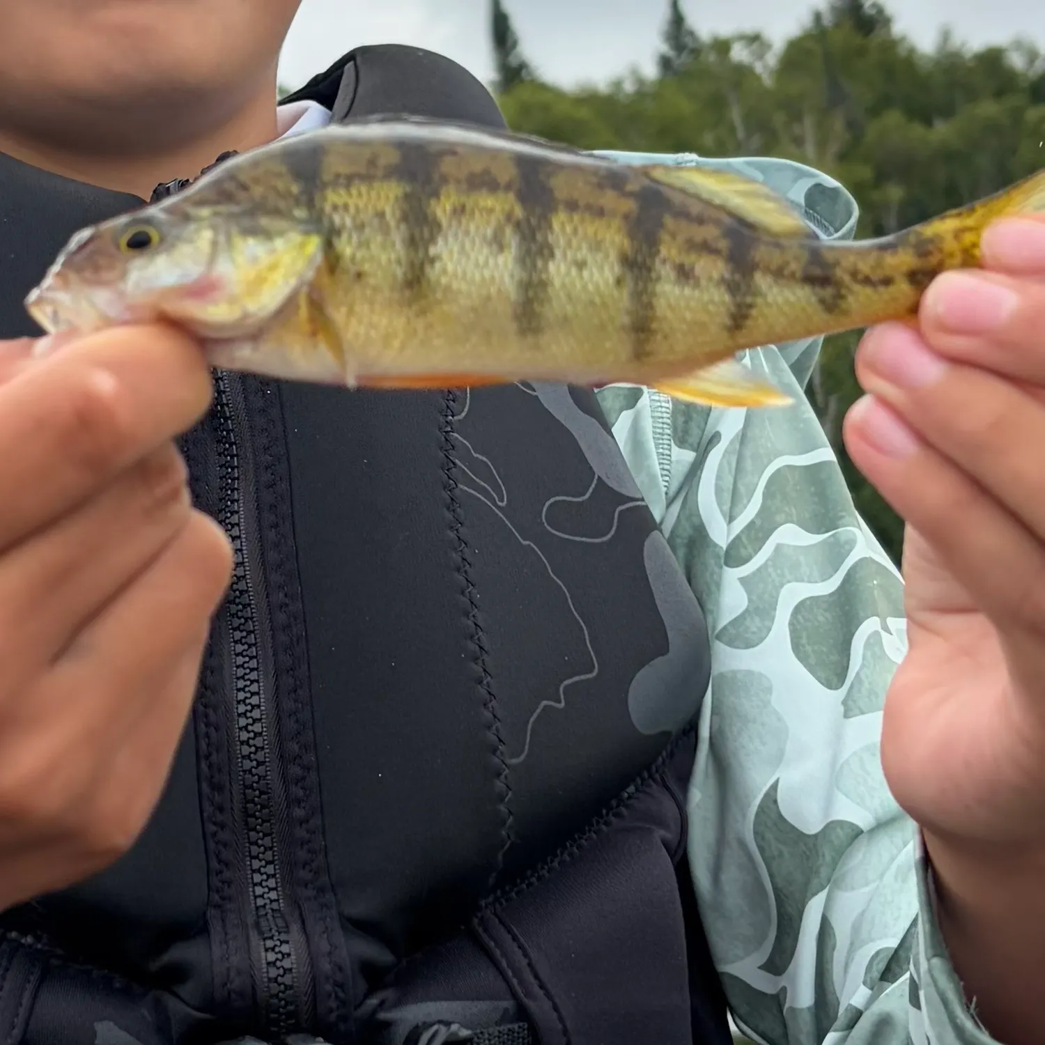Yellow perch caught on Fishbrain