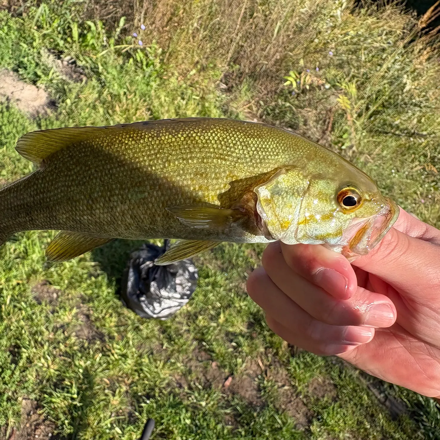 Smallmouth bass caught on Fishbrain