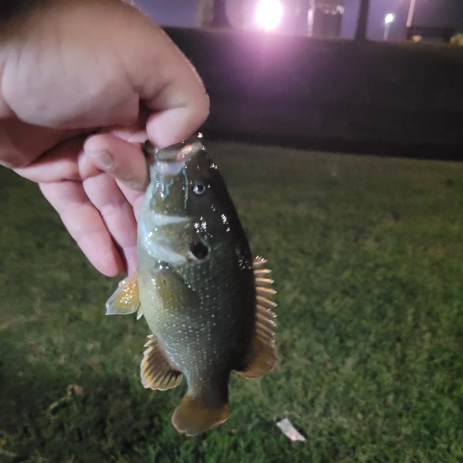 Green sunfish caught on Fishbrain